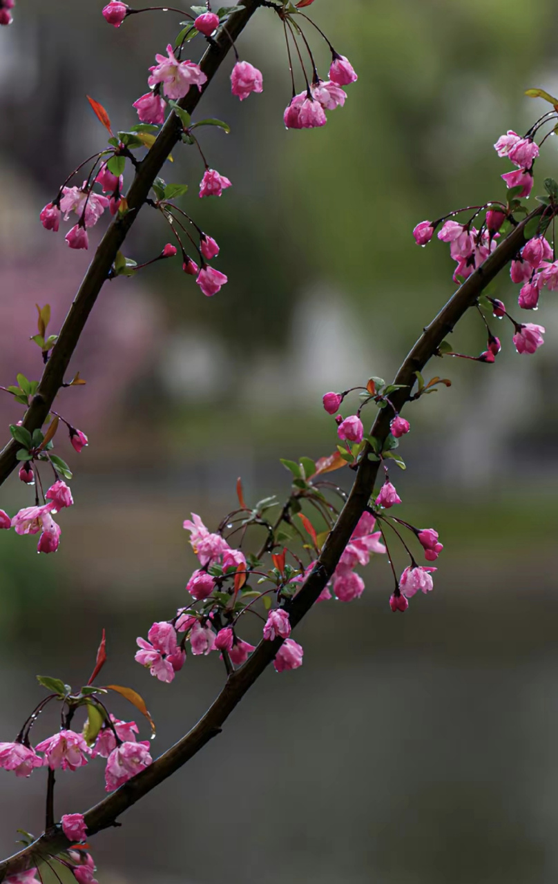 试问卷帘人,却道海棠依旧.知否知否应是绿肥红瘦.