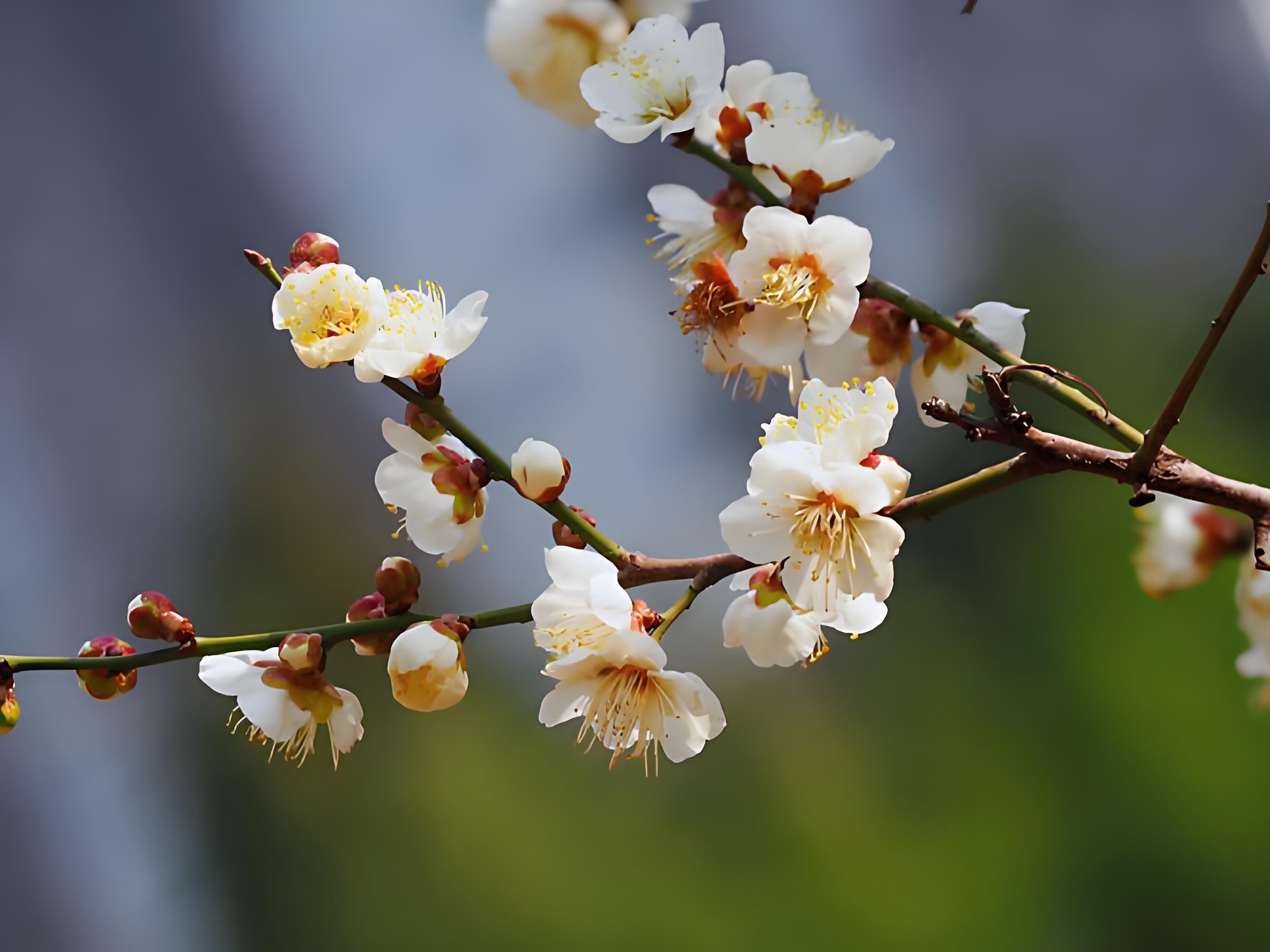 梅花什么季节开