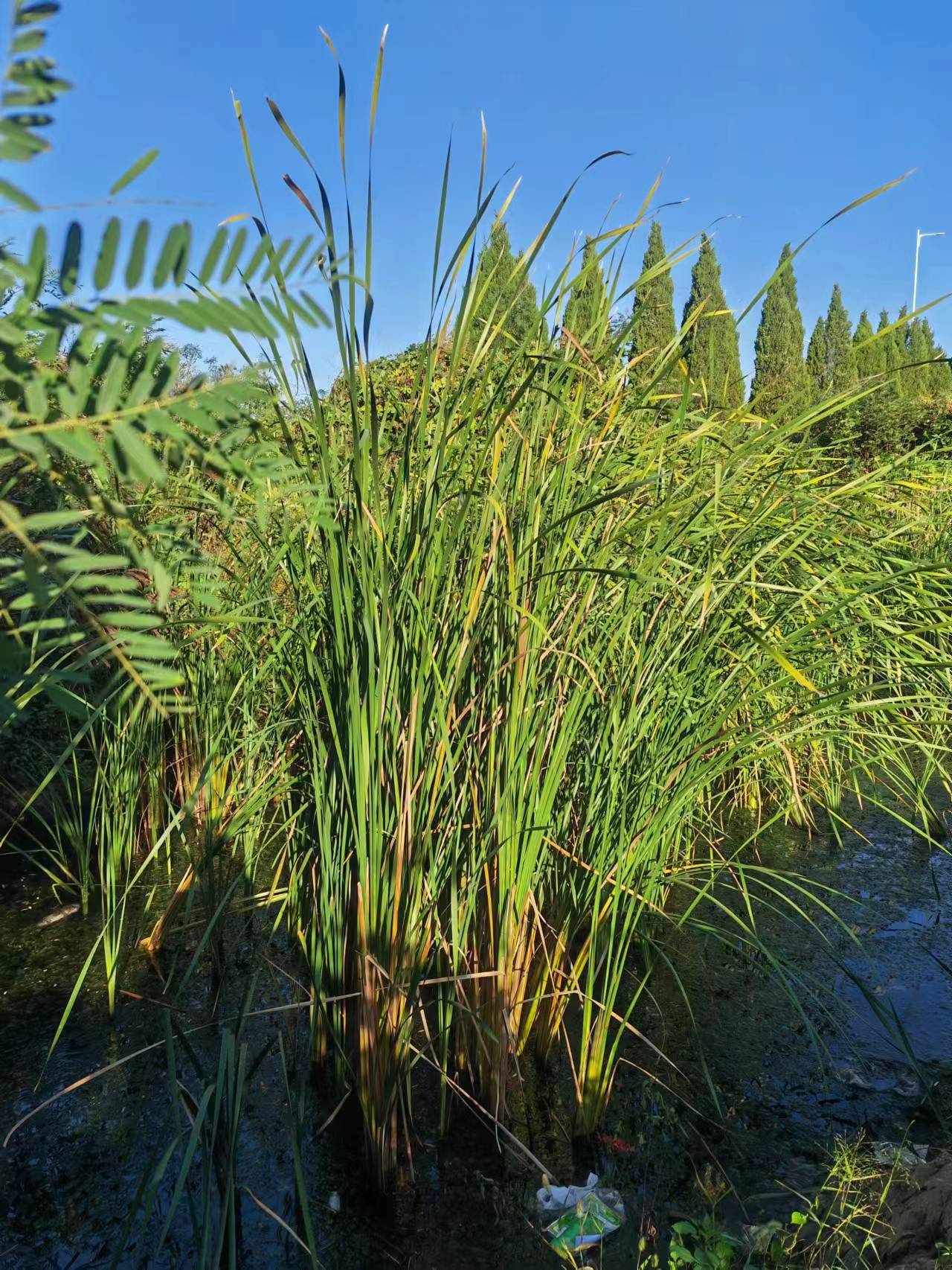 我见到的山东本土野生植物(37)水烛