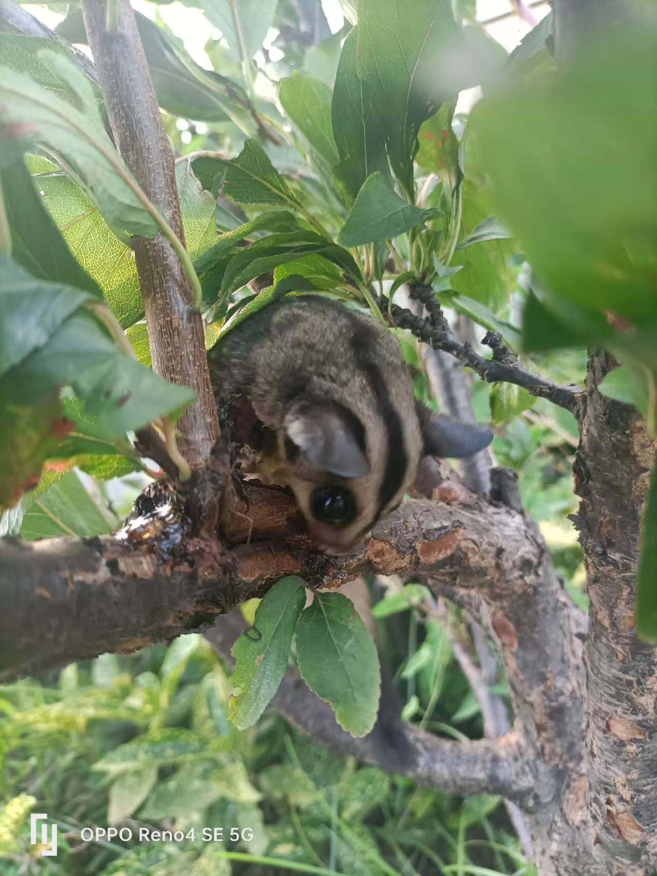 婴猴和蜜袋鼯图片