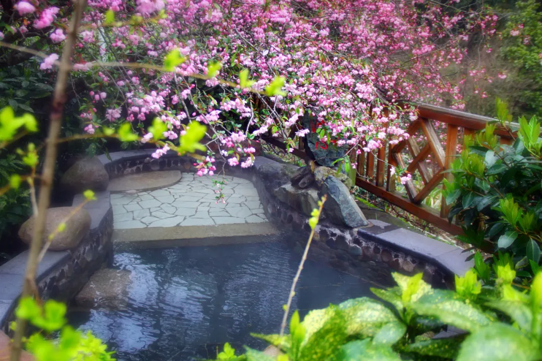 "黄山四绝",在这个春天等你!