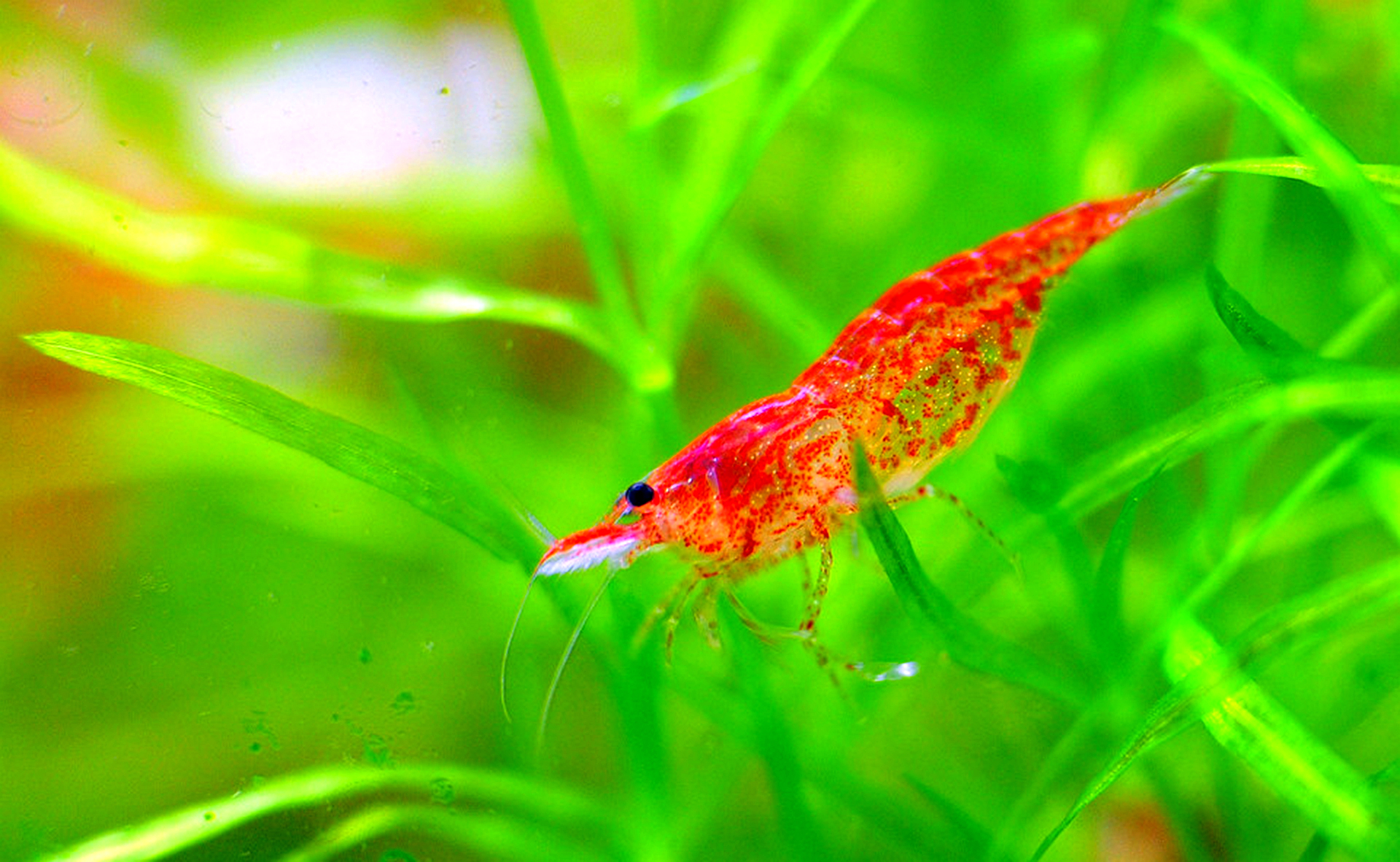 樱花虾是养殖的,还是野生的?