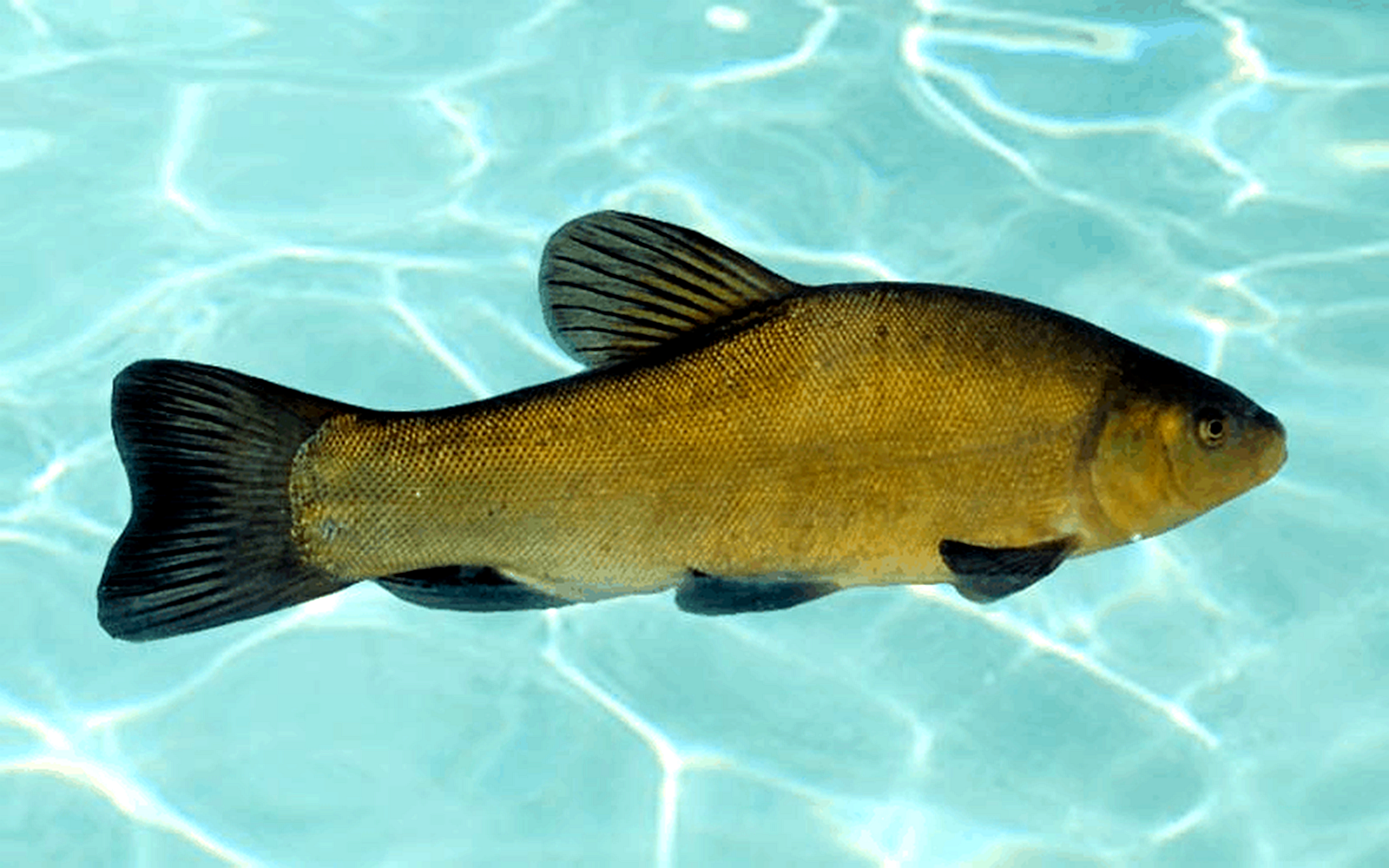 丁桂鱼适合在哪些地区养殖?