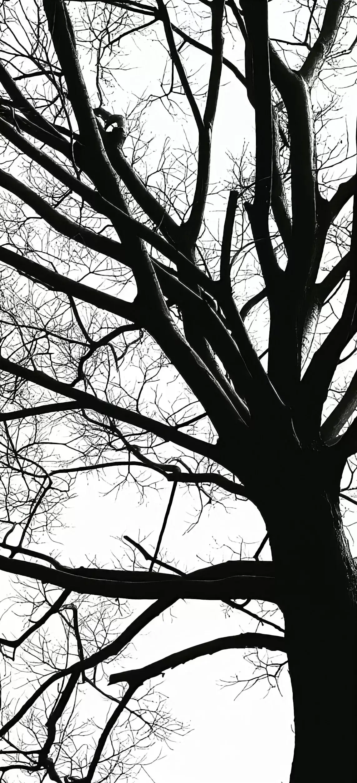 壁纸分享,精选黑白风格的手机壁纸