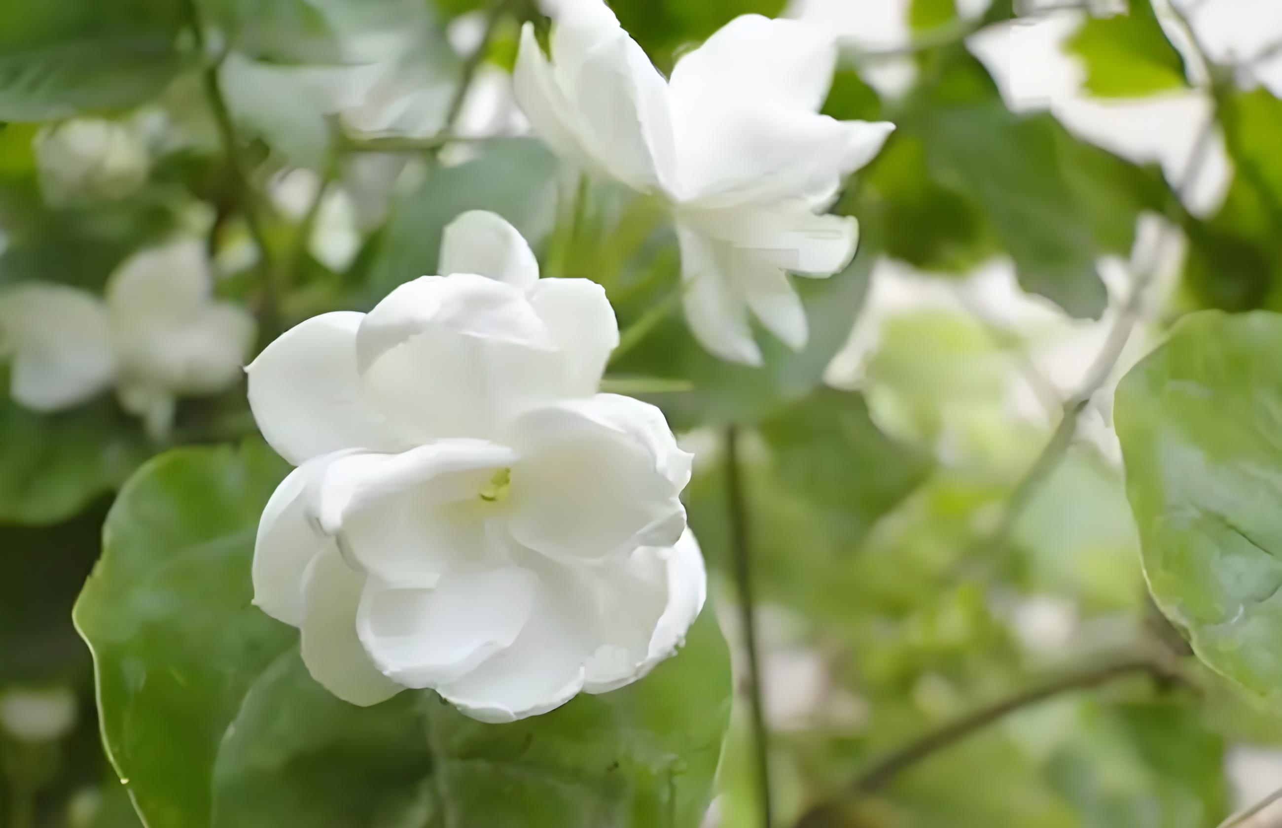 东西南北茉莉花背景图片