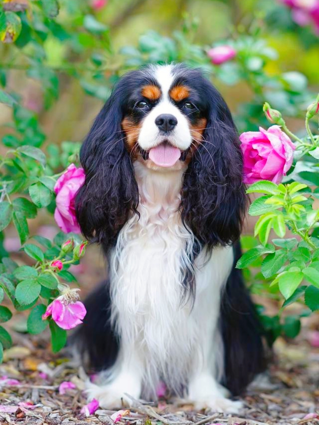 查理王小猎犬智商图片