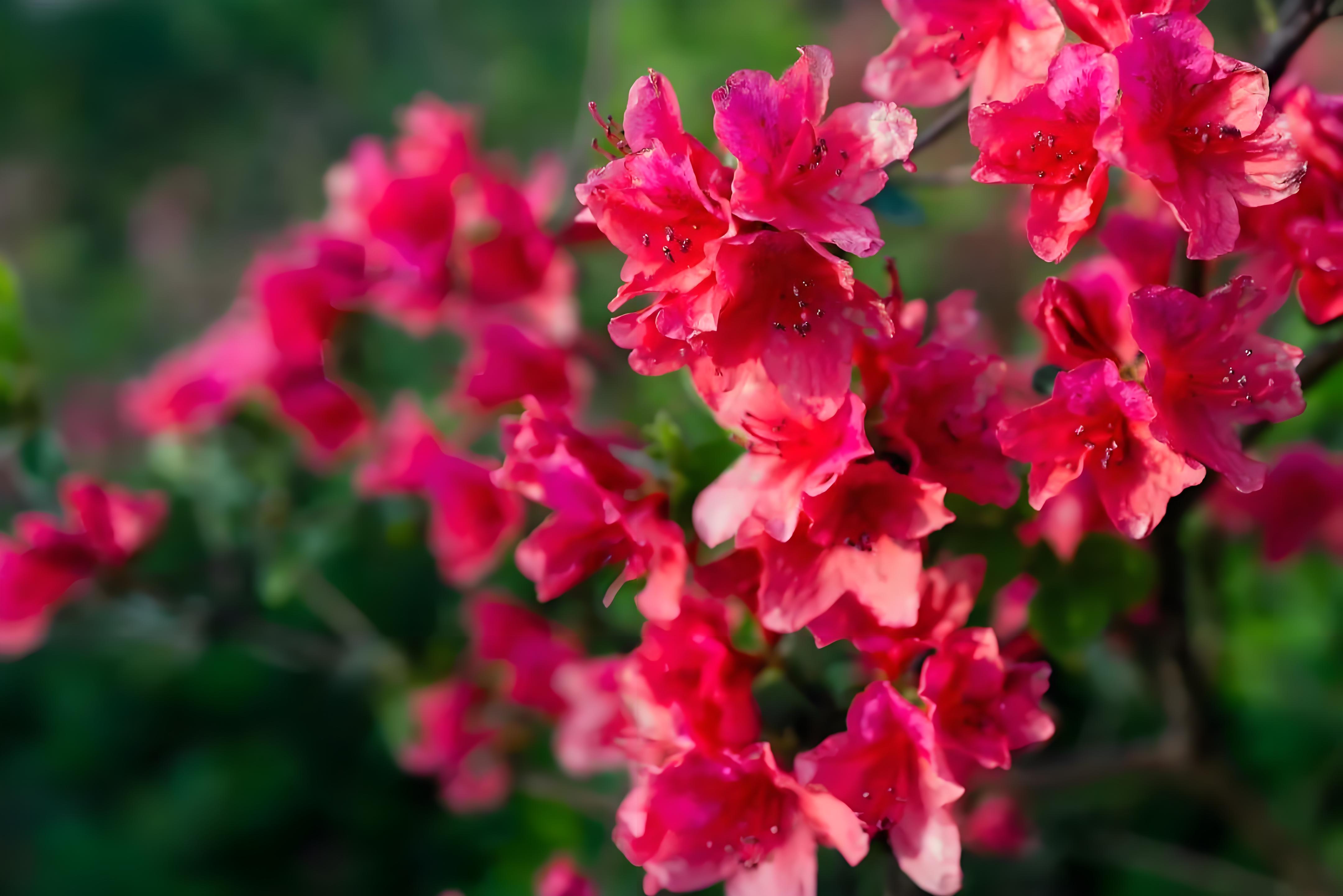 杜鹃花什么时候开,杜鹃花的颜色有哪些?