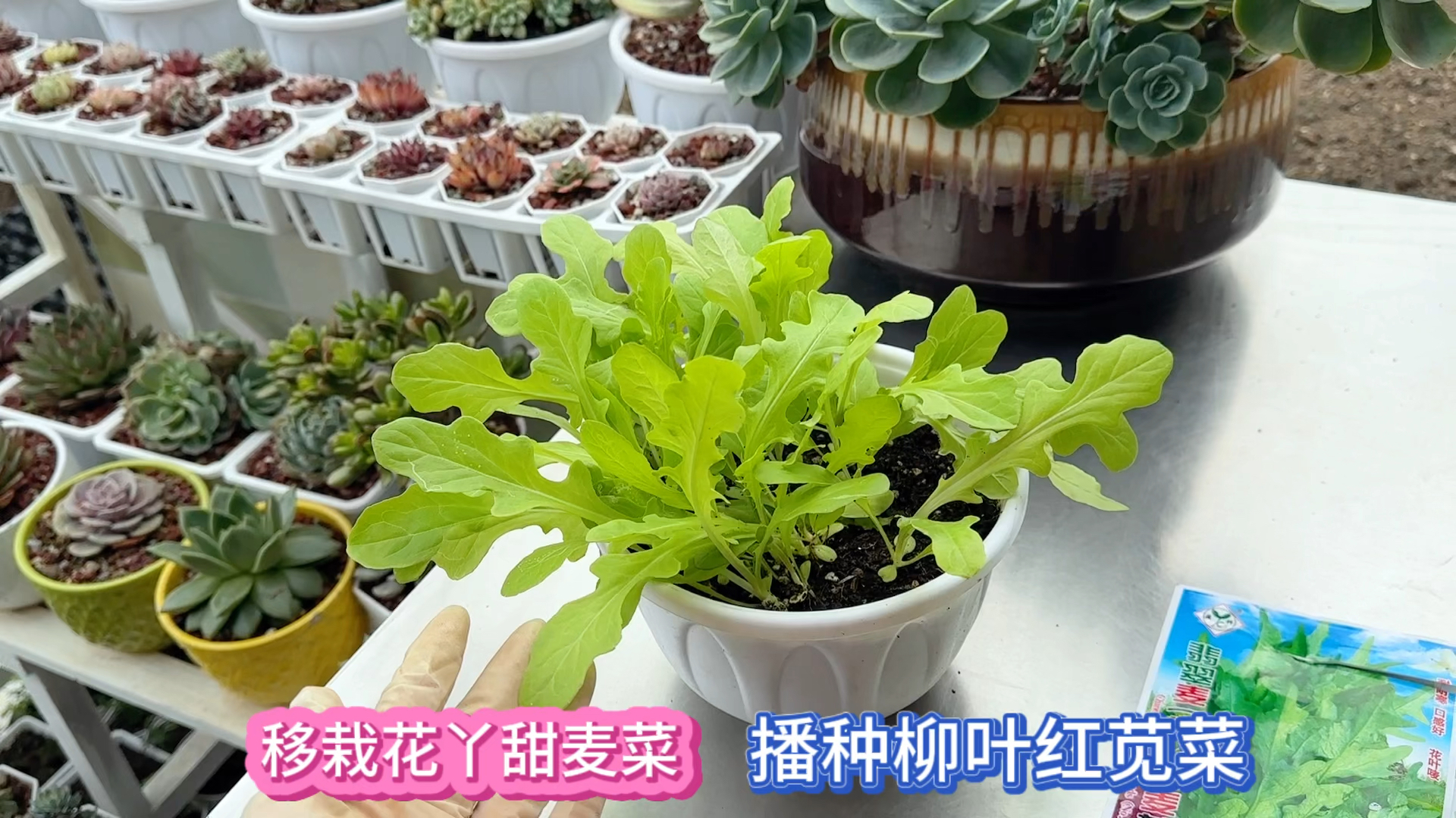 楼顶菜园今日移栽丫甜麦菜 播种柳叶红苋菜