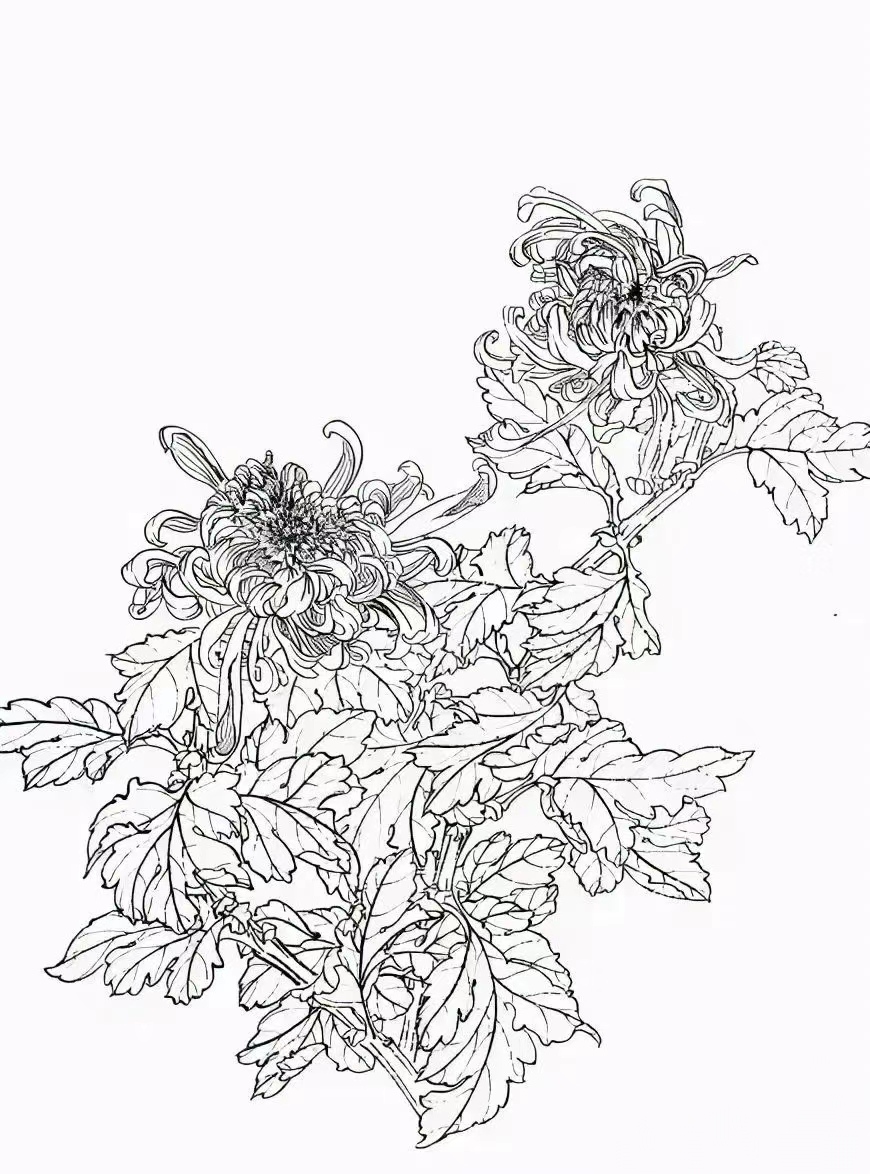 【美术技法课堂之菊花白描线稿大图第四篇】 菊花白描线稿大图作品