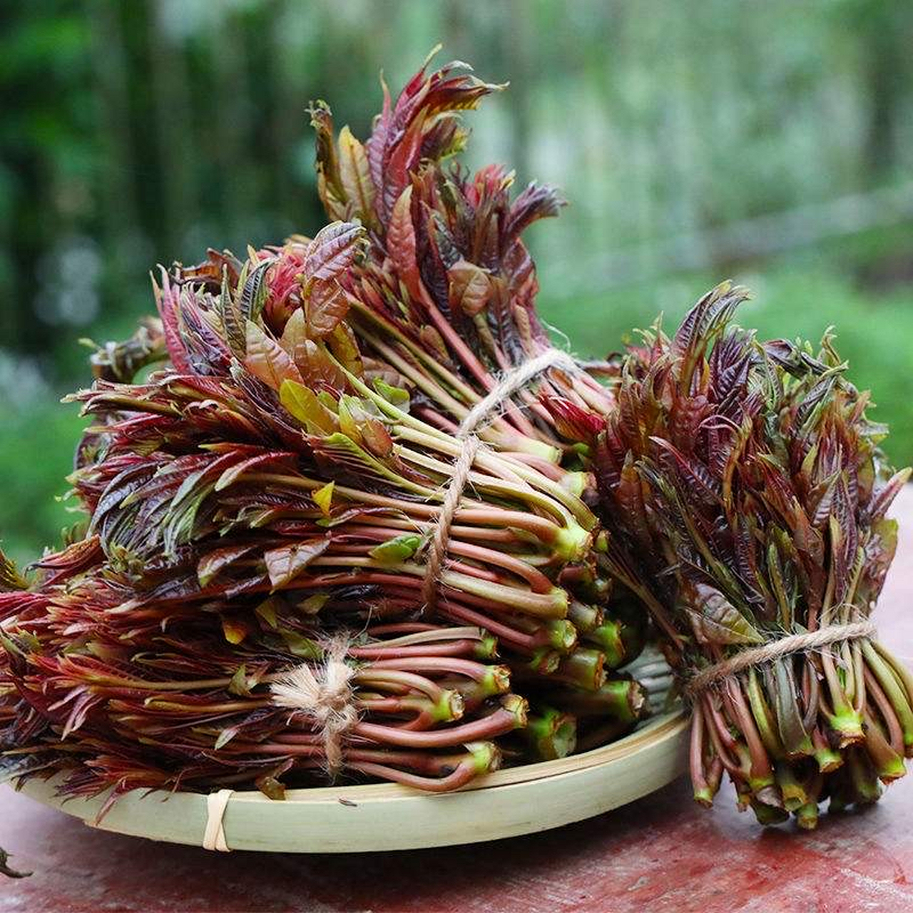 香椿菜图片和功效图片