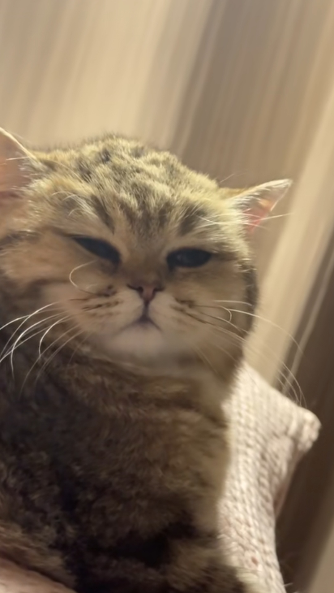 小猫看起来萌萌的好可爱