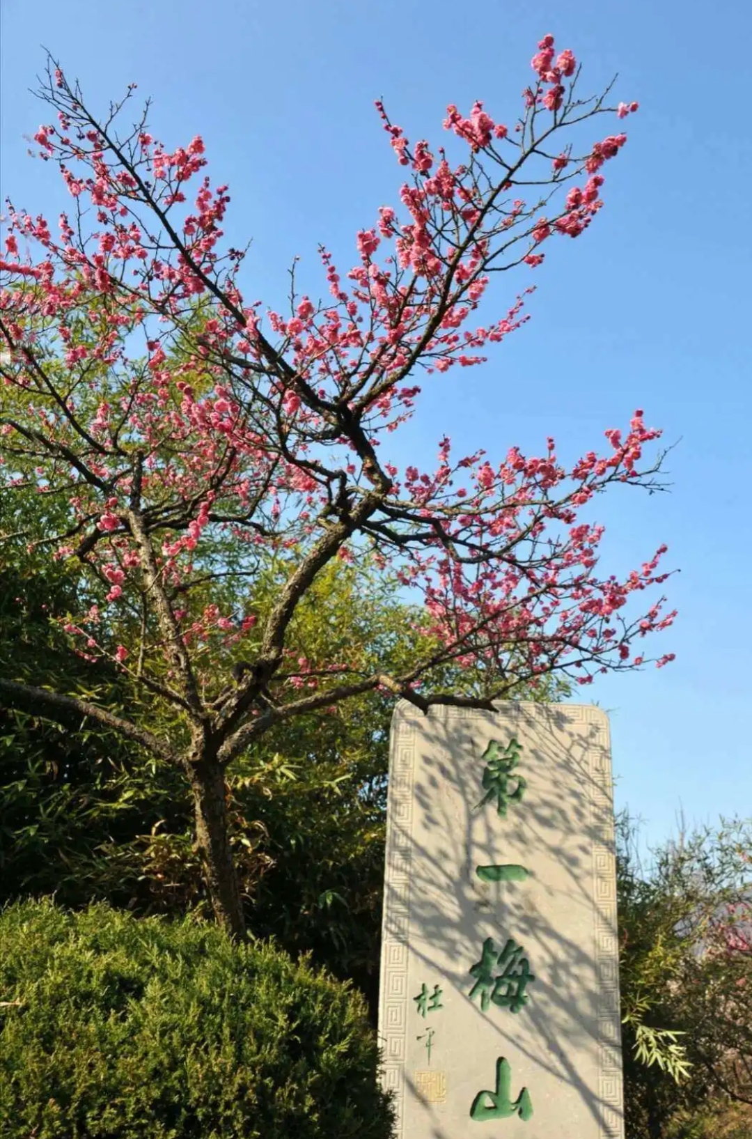 南京傅家边梅花门票图片