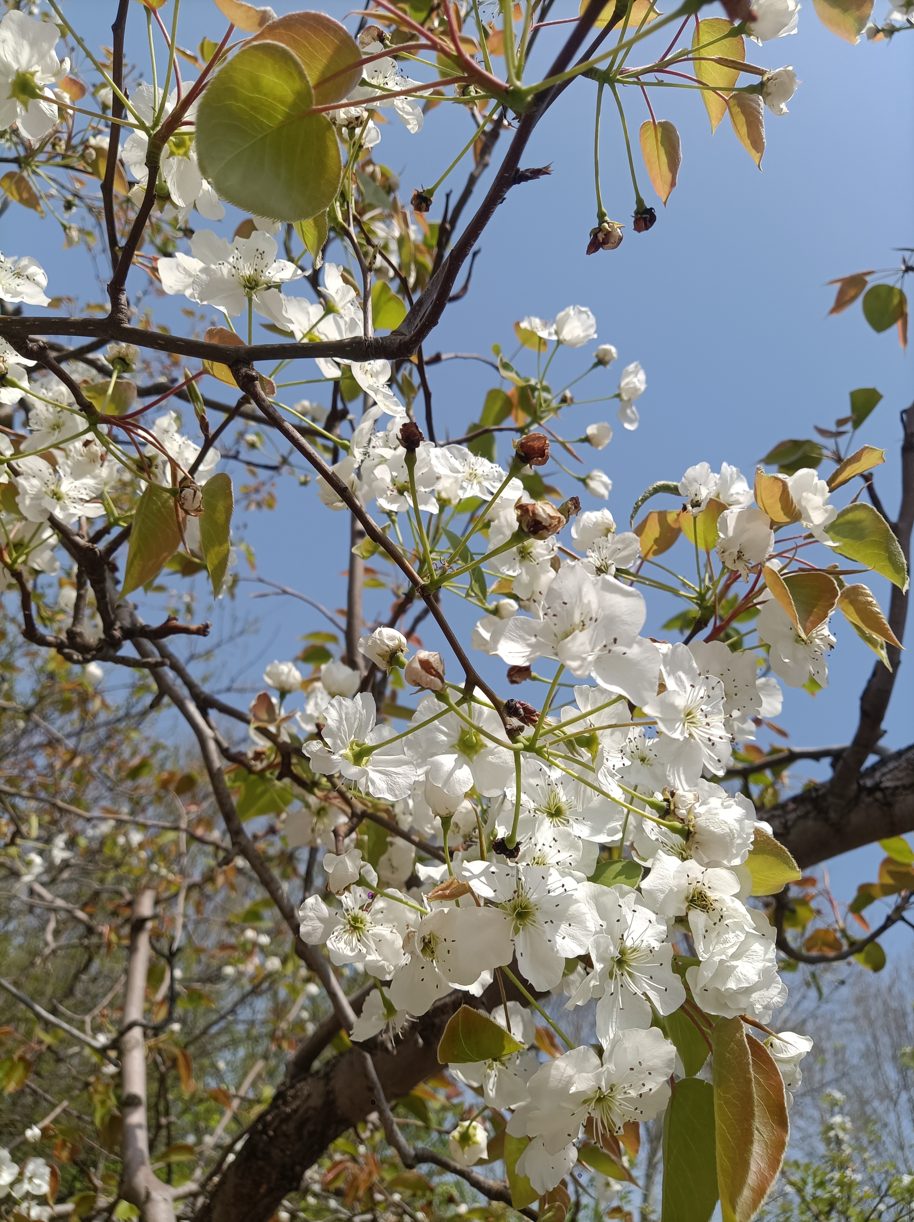 百花盛开芬芳馥郁飘芳香