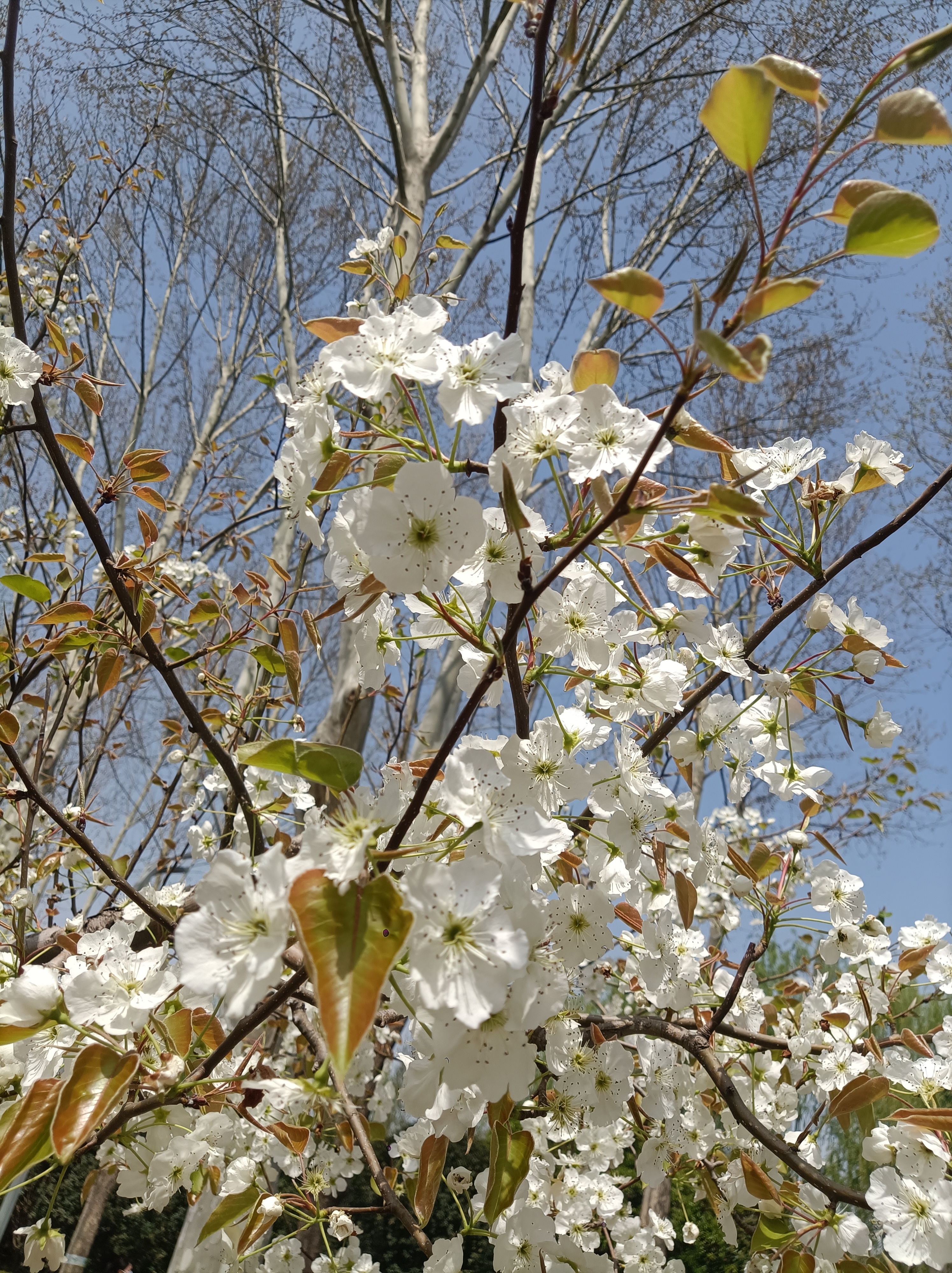 百花盛开芬芳馥郁飘芳香