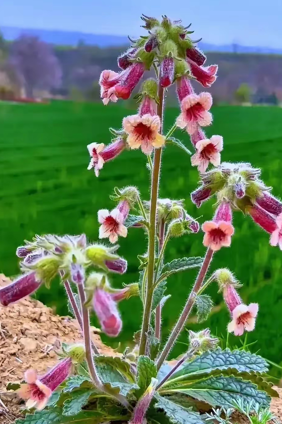 小当槐花长大样子图片