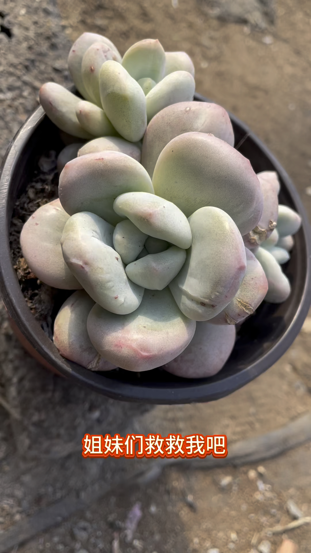 香水石化拉丝锦,又丑又拉丝又石化,要命了,爱死了#多肉植物 #用多肉