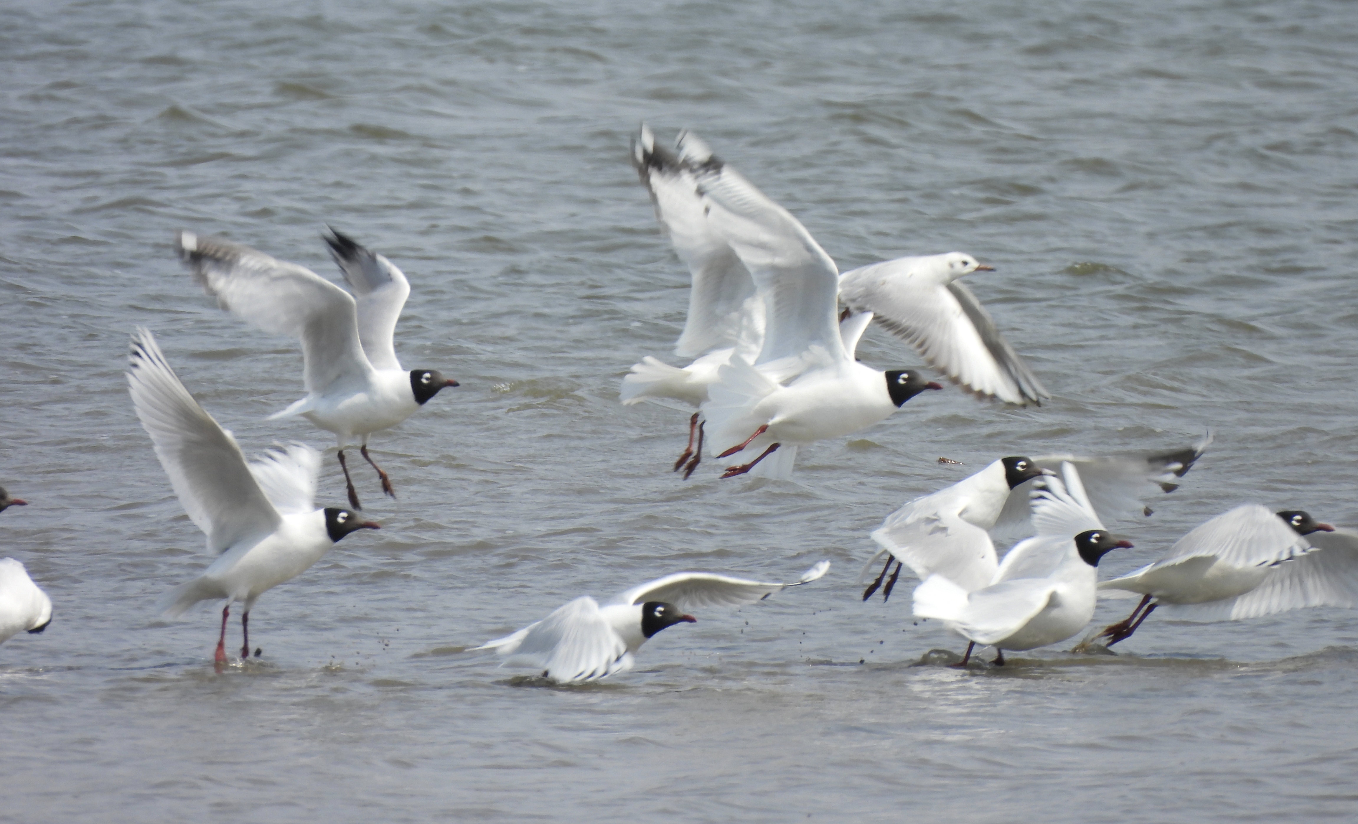 在巩华城北沙河拍摄到—遗鸥