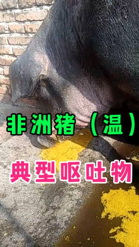 猪吐黄油一样的呕吐物 ,非洲猪瘟典型症状 #所有养猪人-度小视