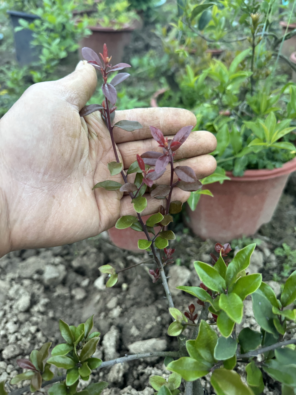 血珍珠品种挂果