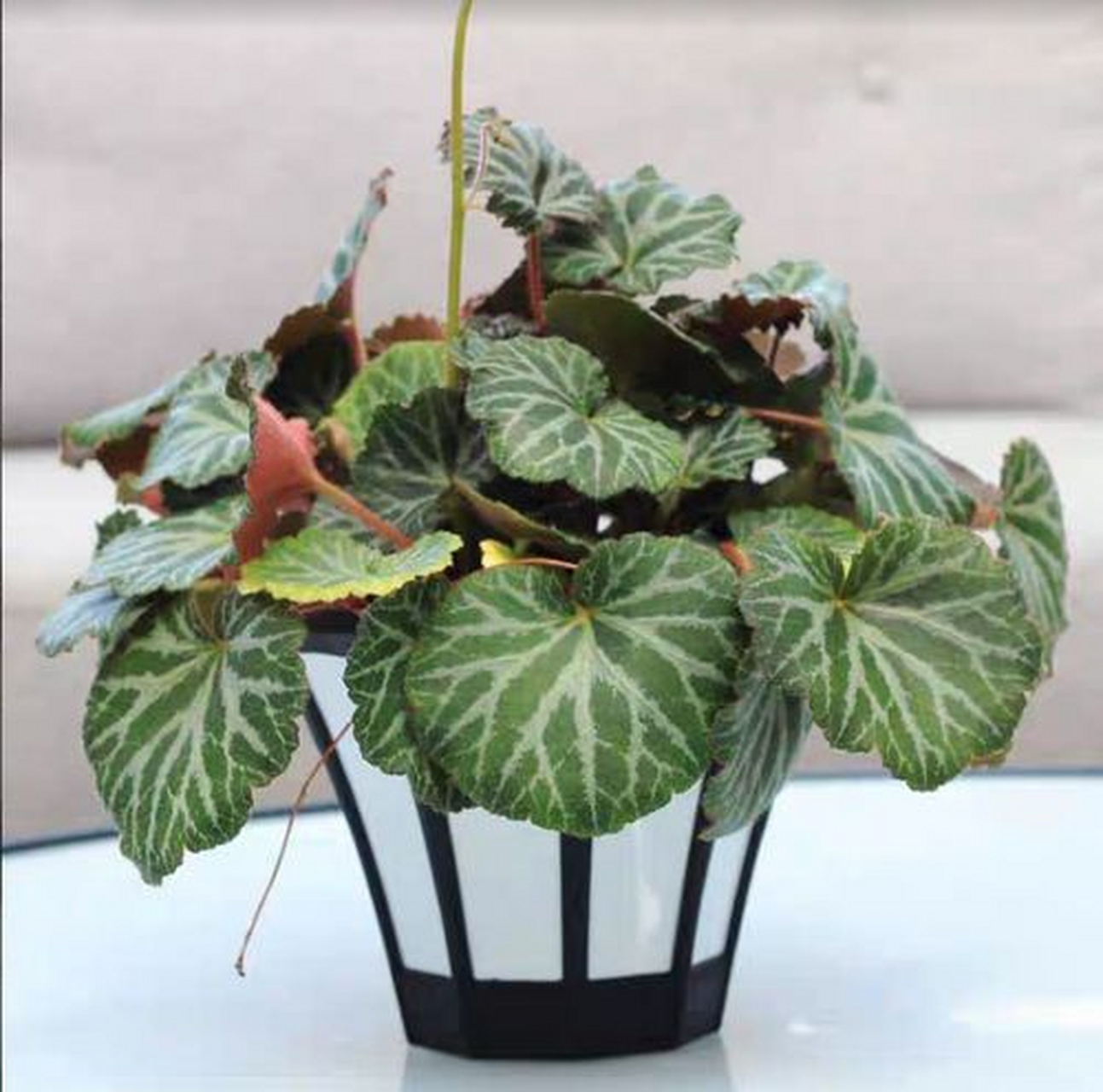 虎耳草盆栽养殖秘籍来啦!