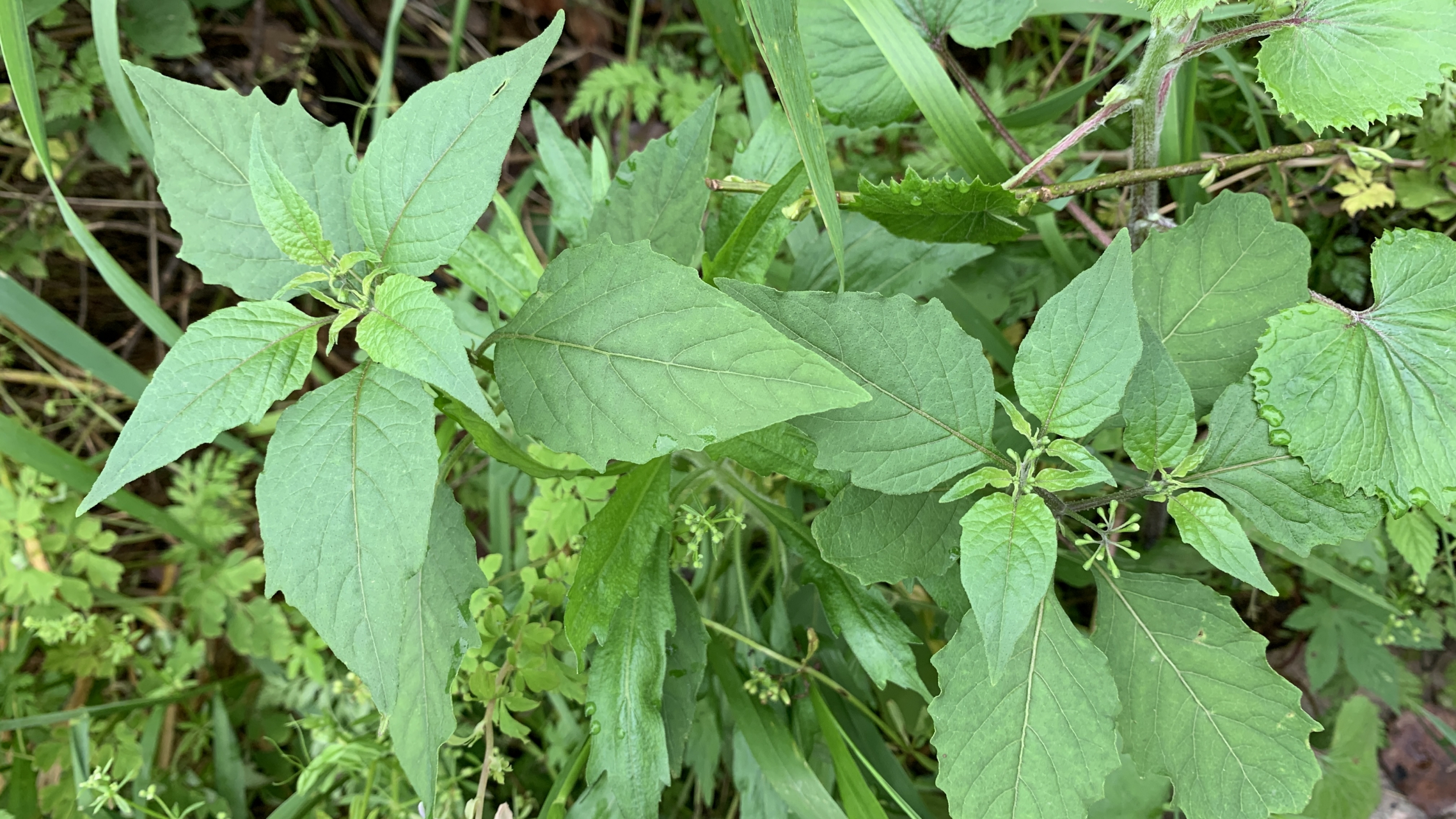 龙葵(白花菜)不能吃,是指那个绿色未成熟的果子不能吃,嫩尖打汤可是很