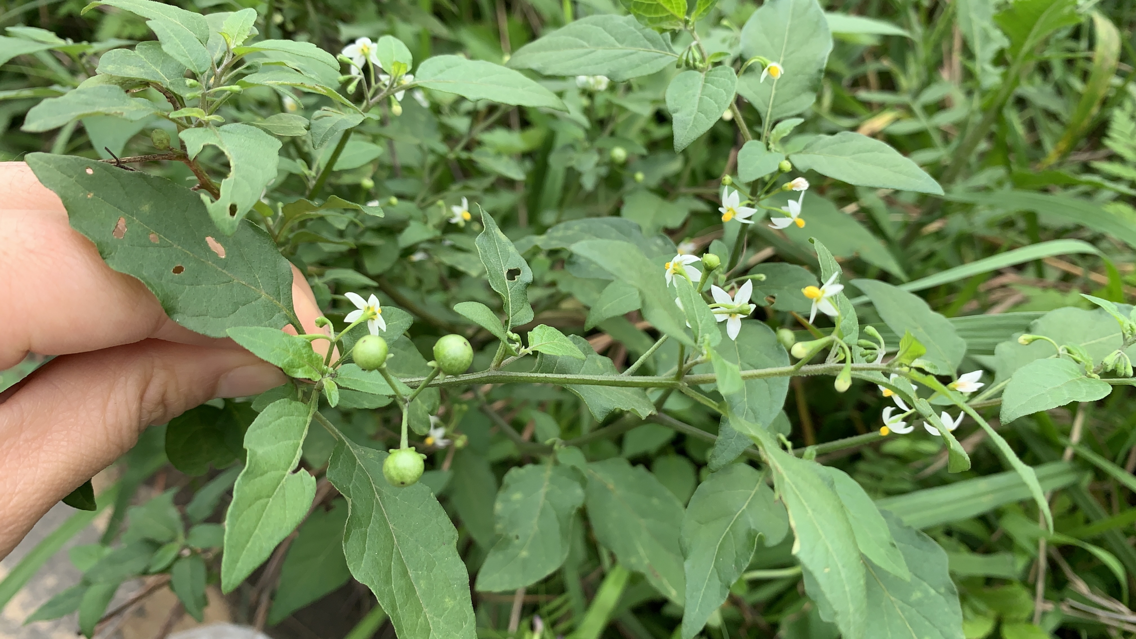 龙葵(白花菜)不能吃,是指那个绿色未成熟的果子不能吃,嫩尖打汤可是很