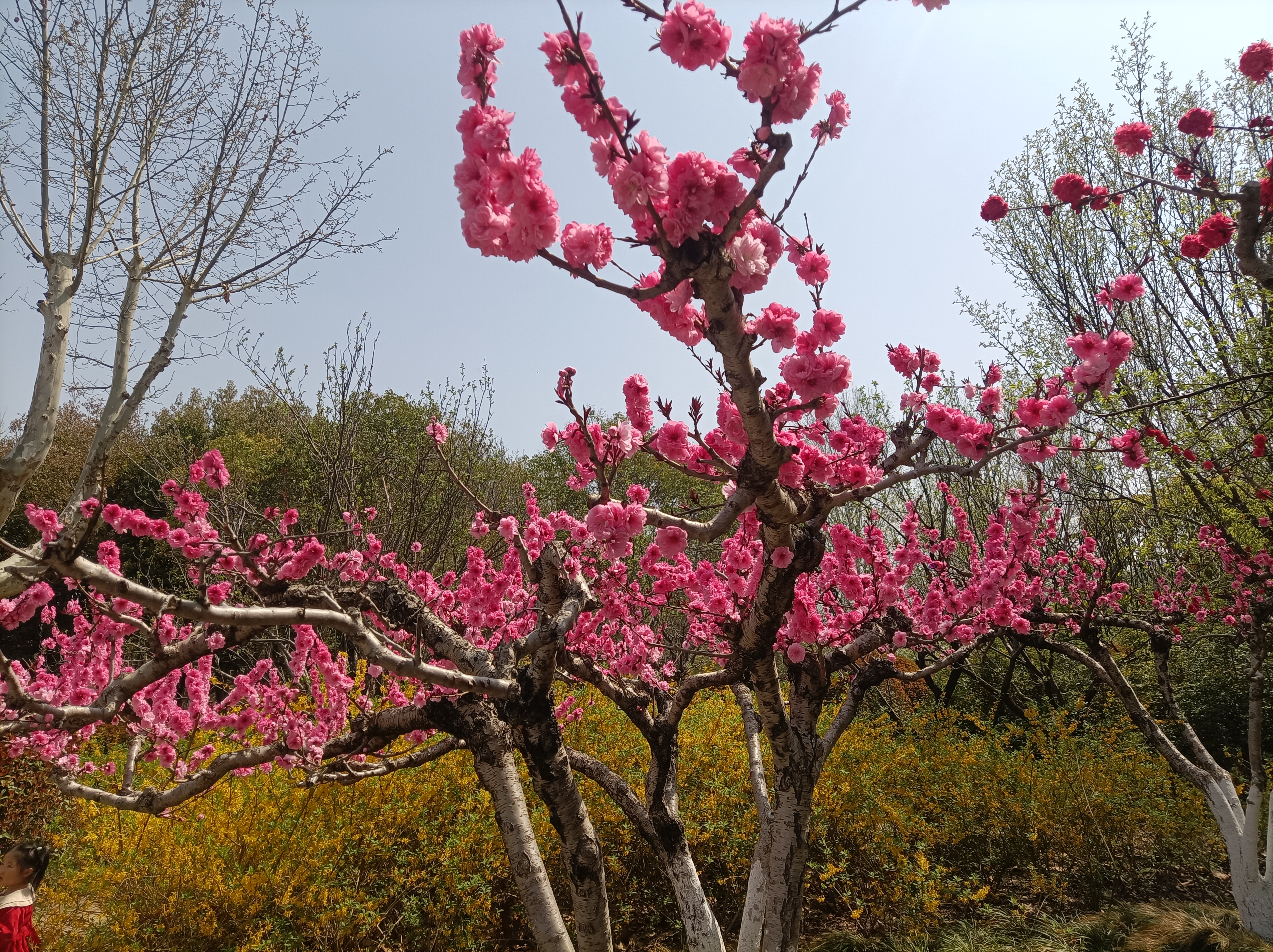 百花盛开芬芳馥郁飘芳香