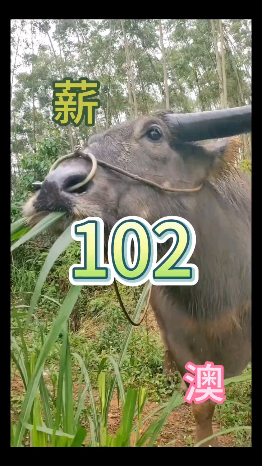 新:大水牛吃个小草好香