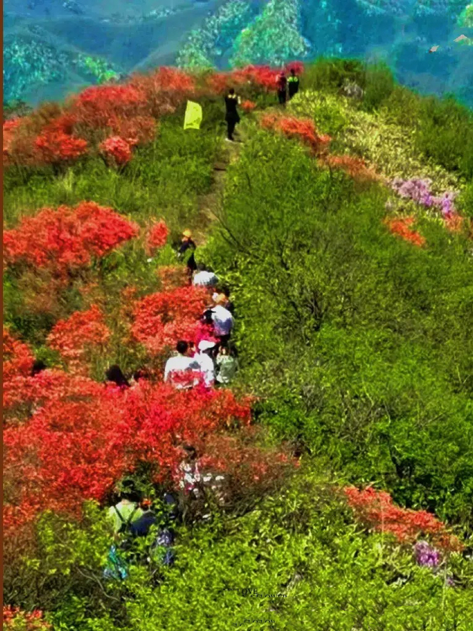 想要留住杭州的春天,总要去一趟鸬鸟山吧,当漫山遍野的杜鹃花呈现姹紫