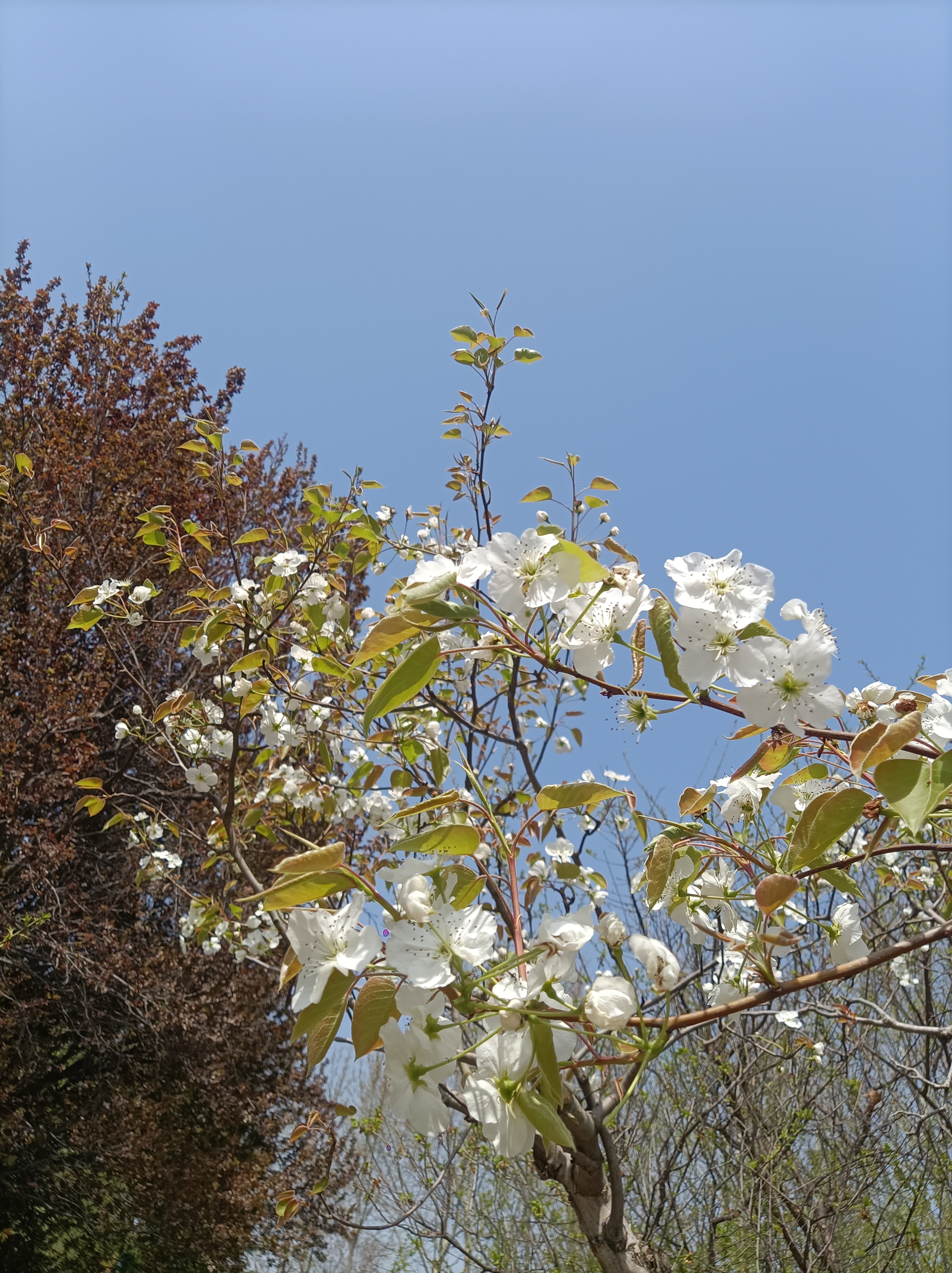 百花盛开芬芳馥郁飘芳香