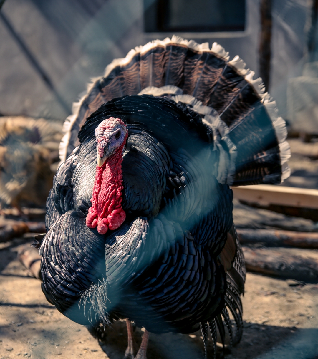 火鸡,挺有意思,它鼻梁子上面那个肉球能立起来,尾巴也能象孔雀开屏一