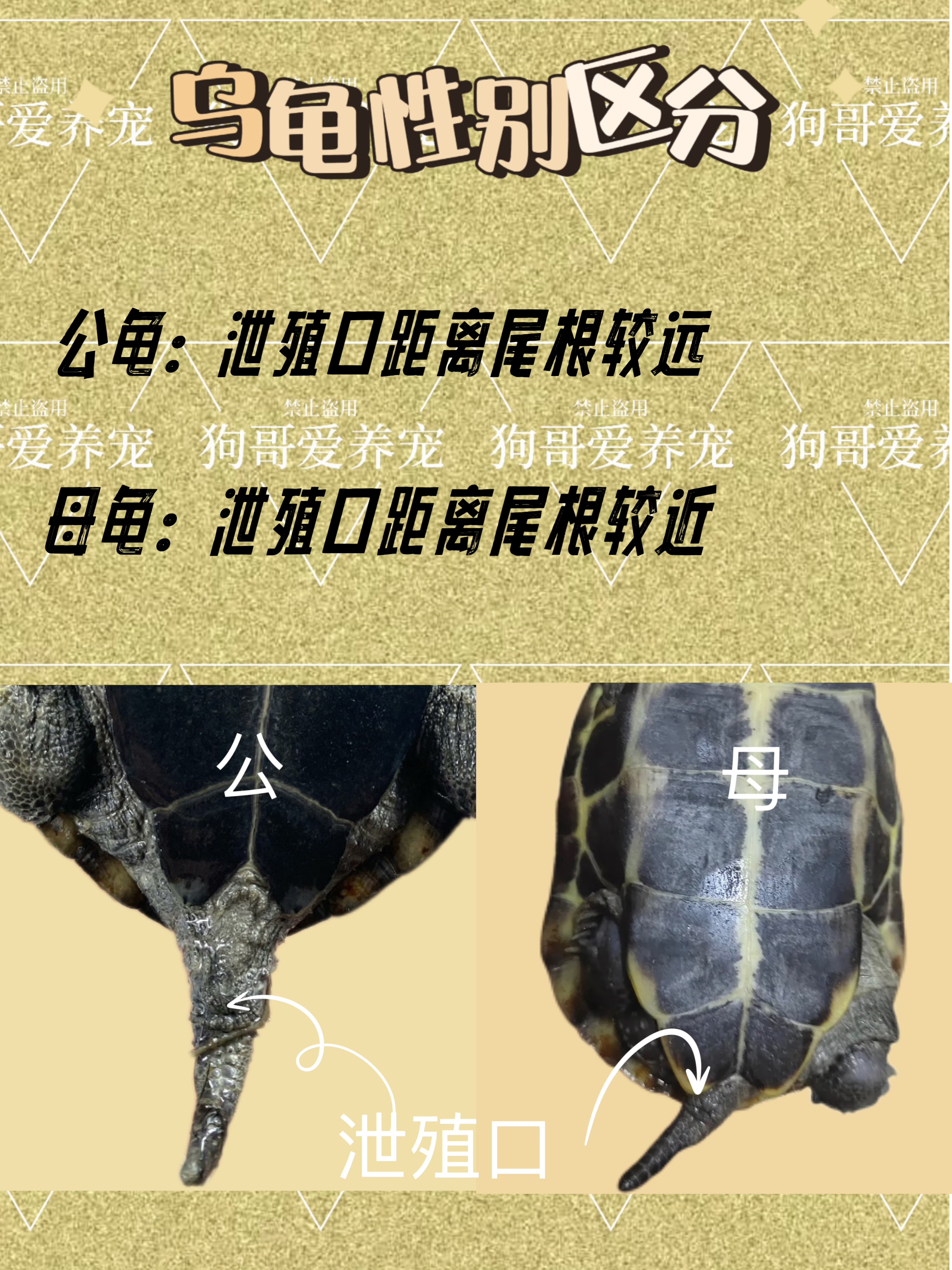 乌龟公母鉴别:关键特征大揭秘
