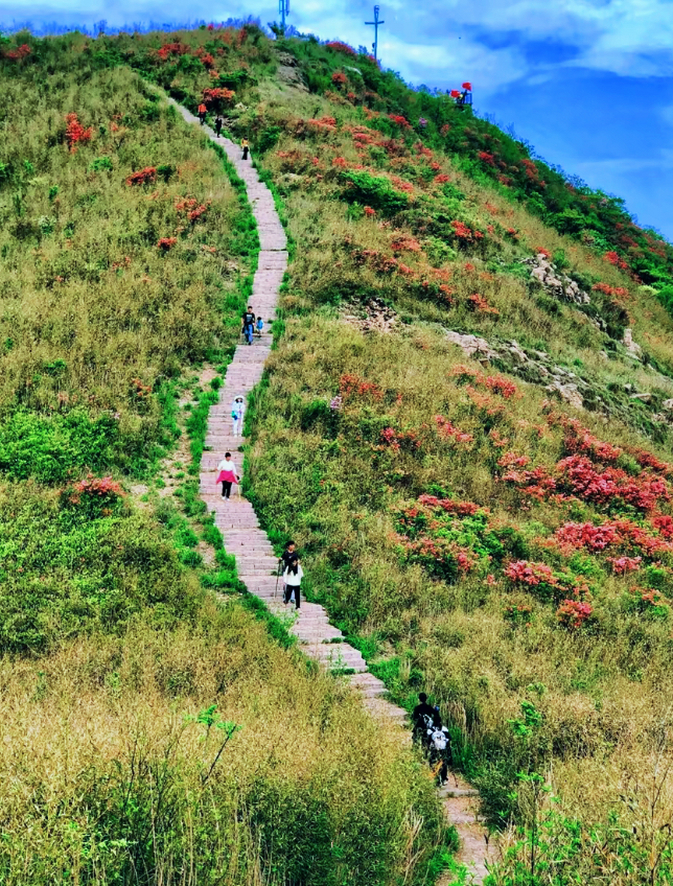 想要留住杭州的春天,总要去一趟鸬鸟山吧,当漫山遍野的杜鹃花呈现姹紫