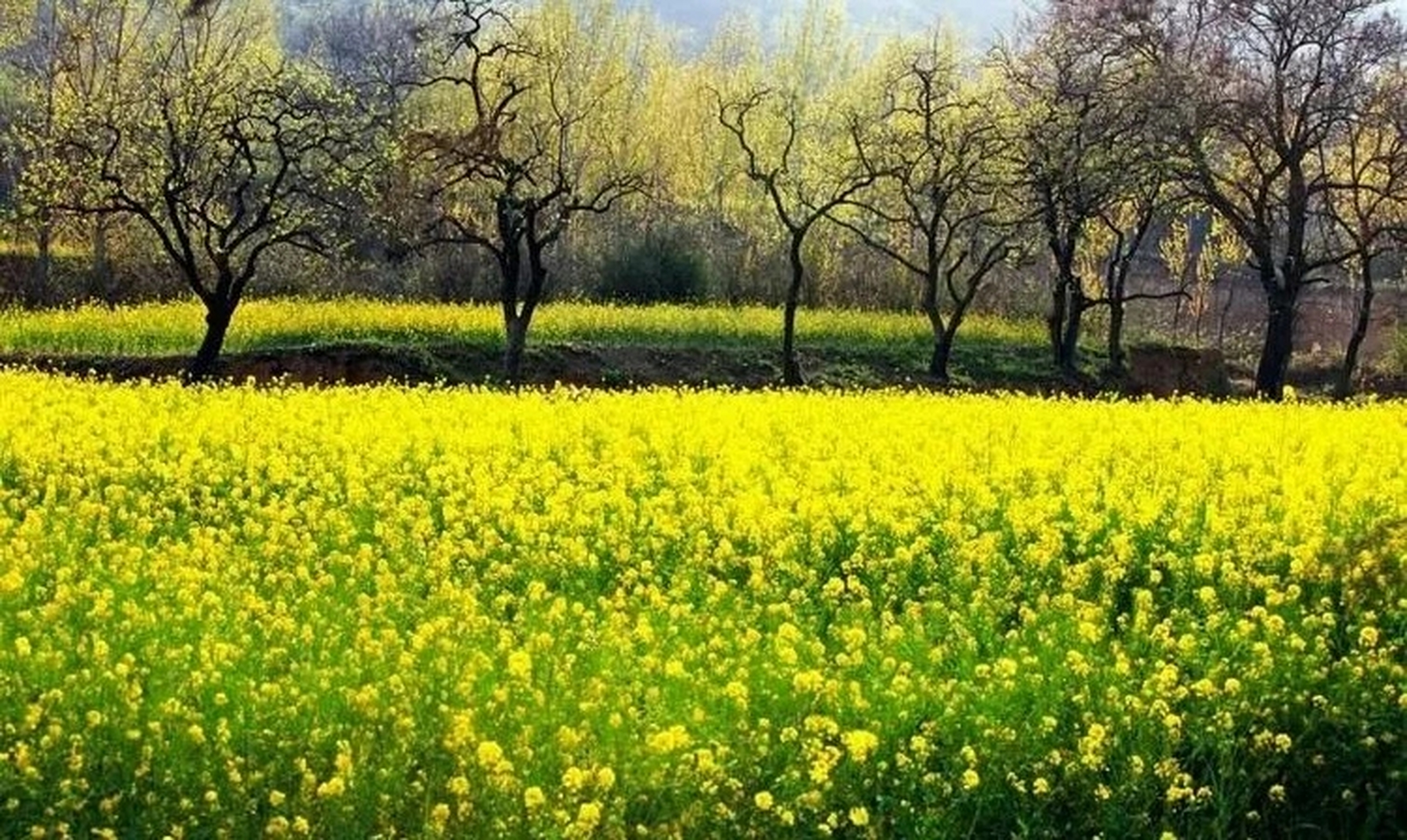 周末去哪儿玩##周末去哪儿玩# 郑州周边最美的3个油菜花海.