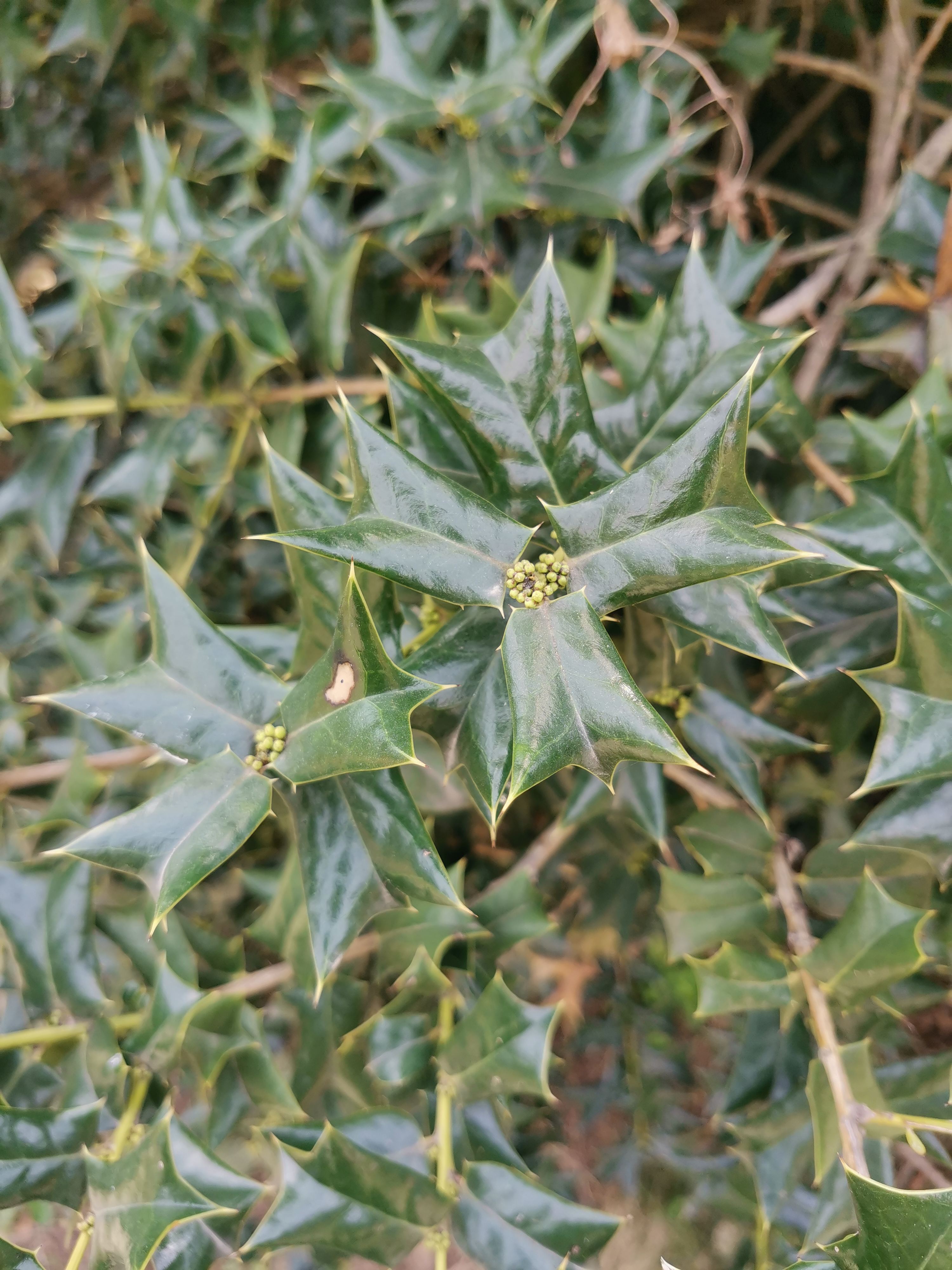看到这棵树的叶子好特别,查了查叫枸骨,是冬青科冬青属的.