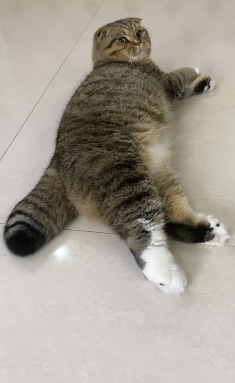 这猫猫的小胖尾巴,还没有腿长呢!