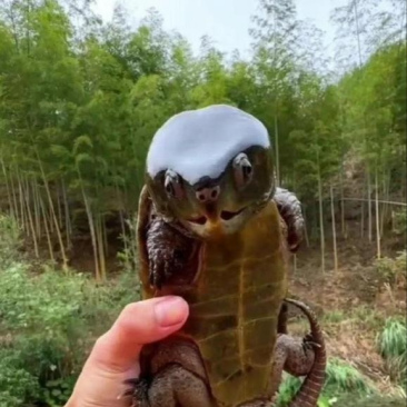 知道这是什么龟吗?