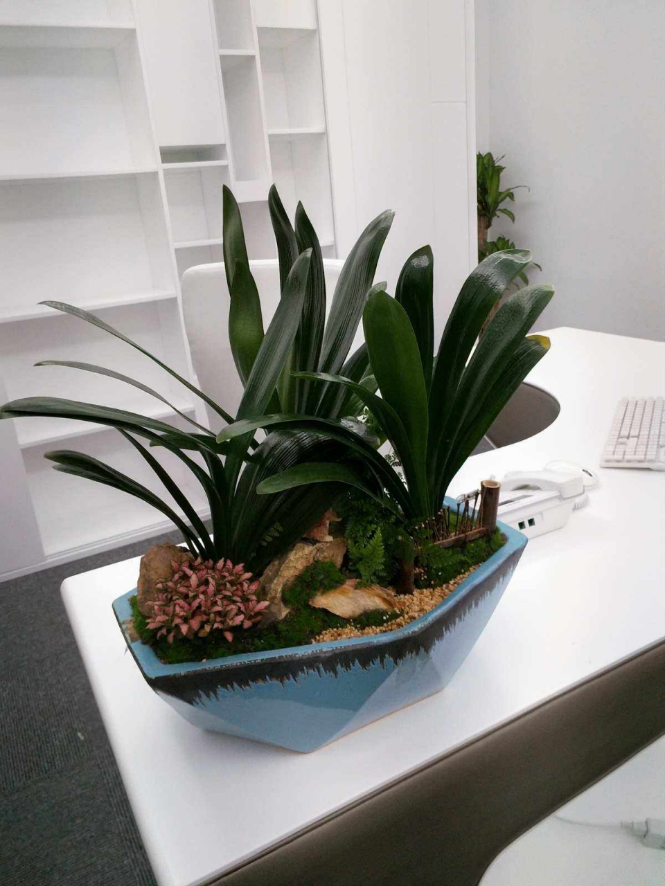 以下是一些适合办公室摆放的植物:  1.