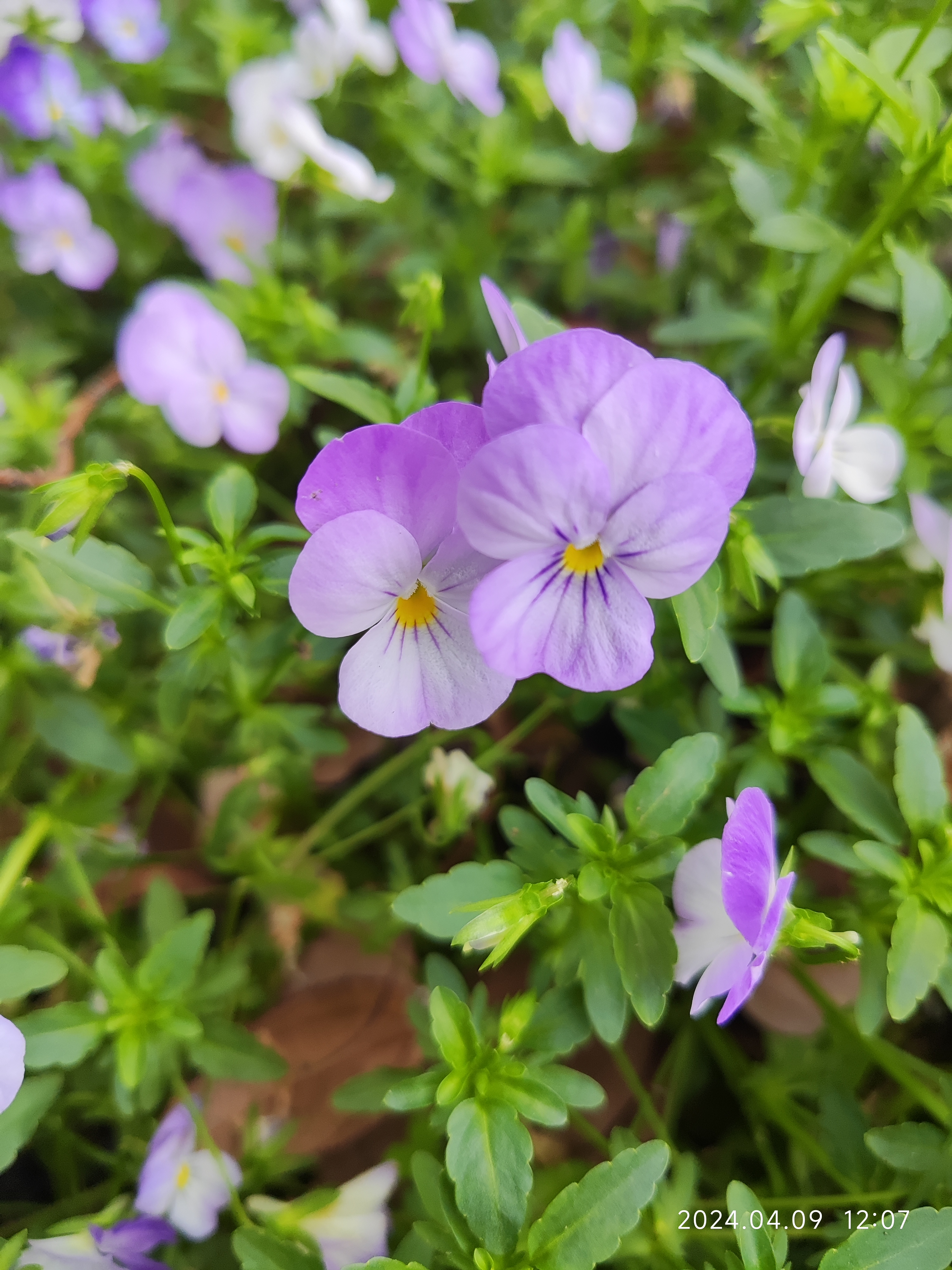 四月天,紫色的三色堇花开