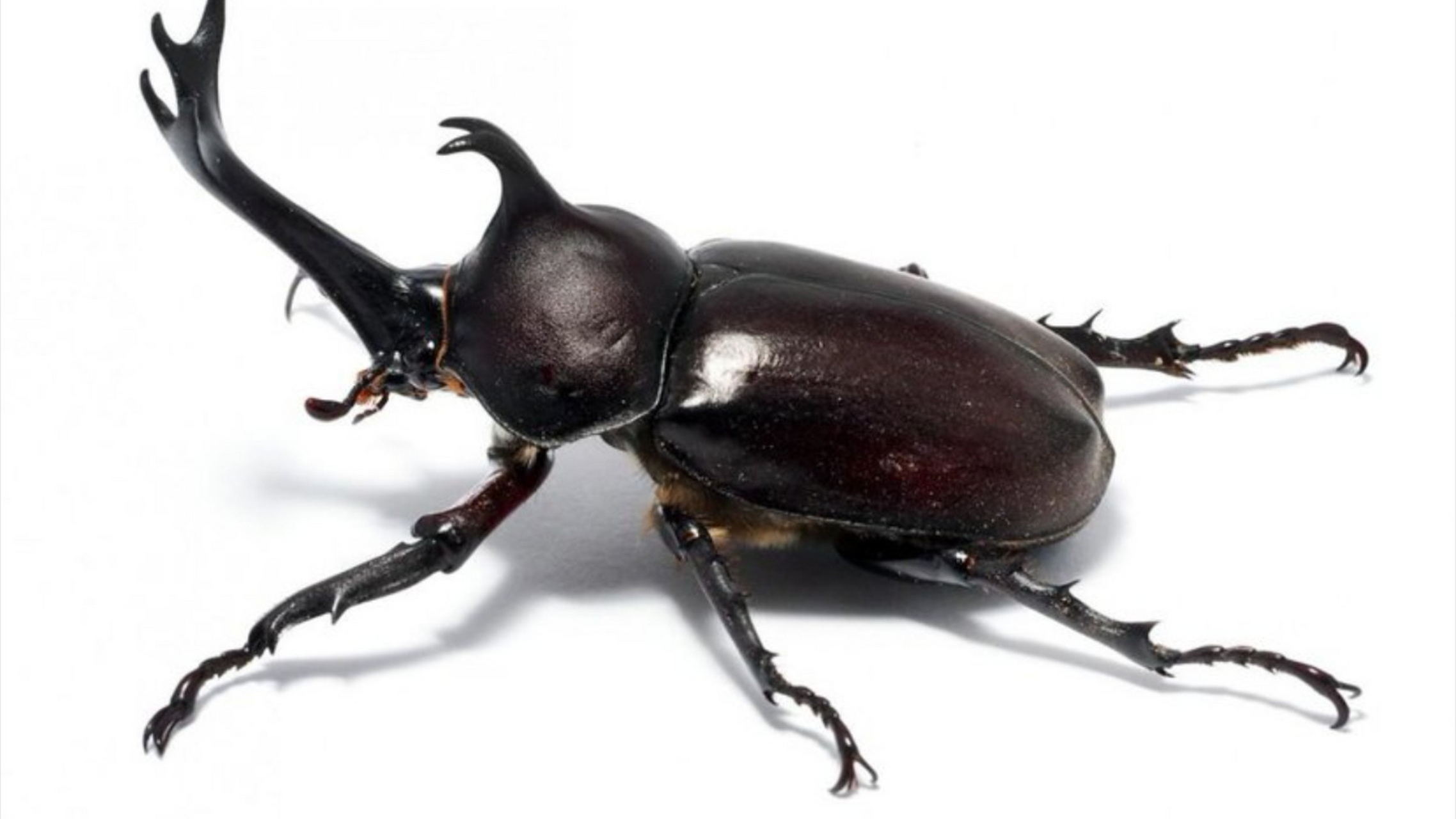 [原文:十大稀有独角仙简介]