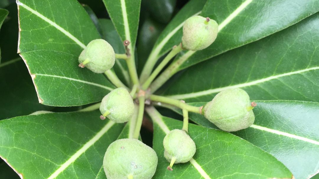 野生木本植物-海桐简介