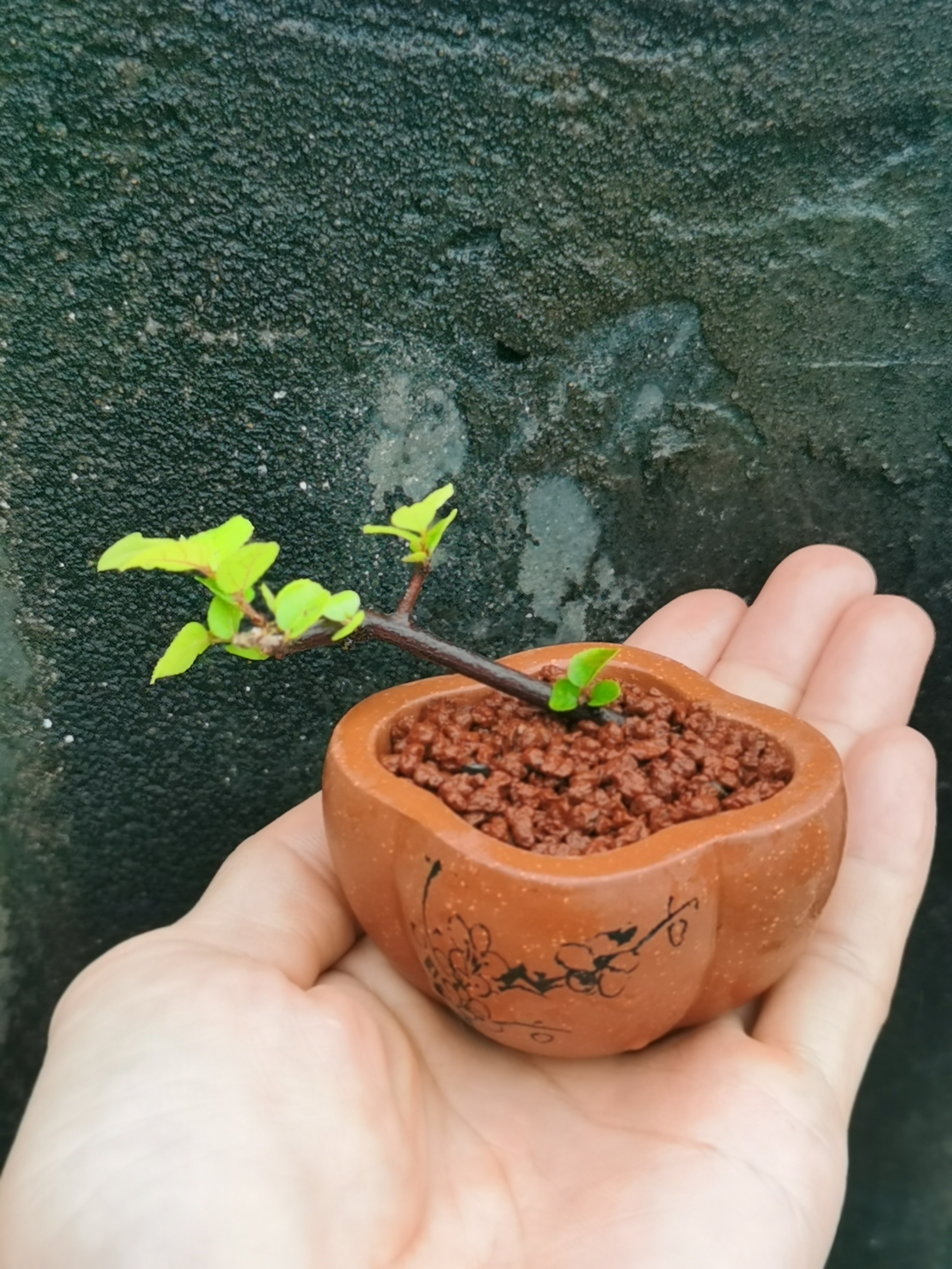 雀梅换个盆挺好看的