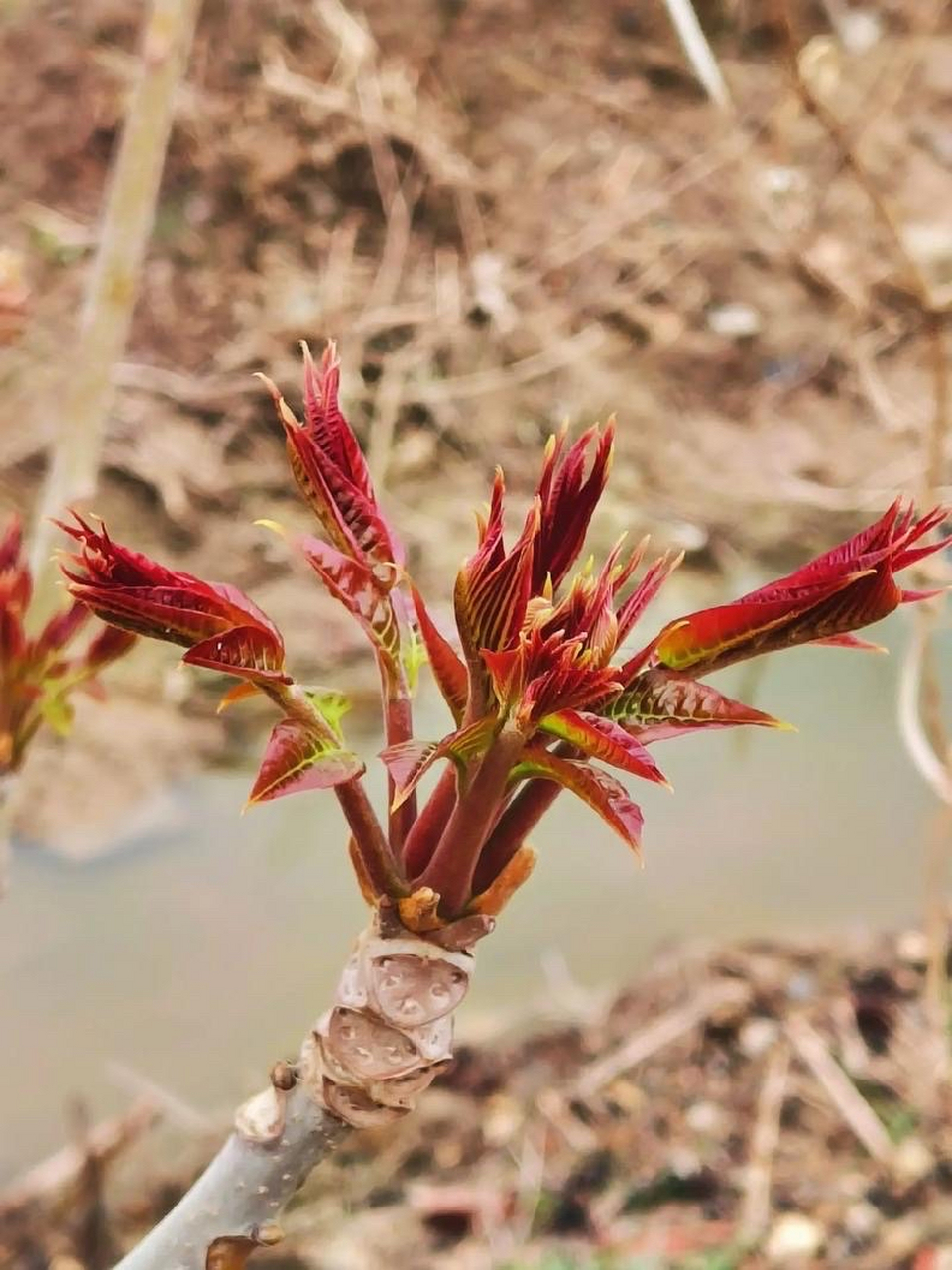 香椿芽具有较高的营养价值,包含以下几方面:  1.