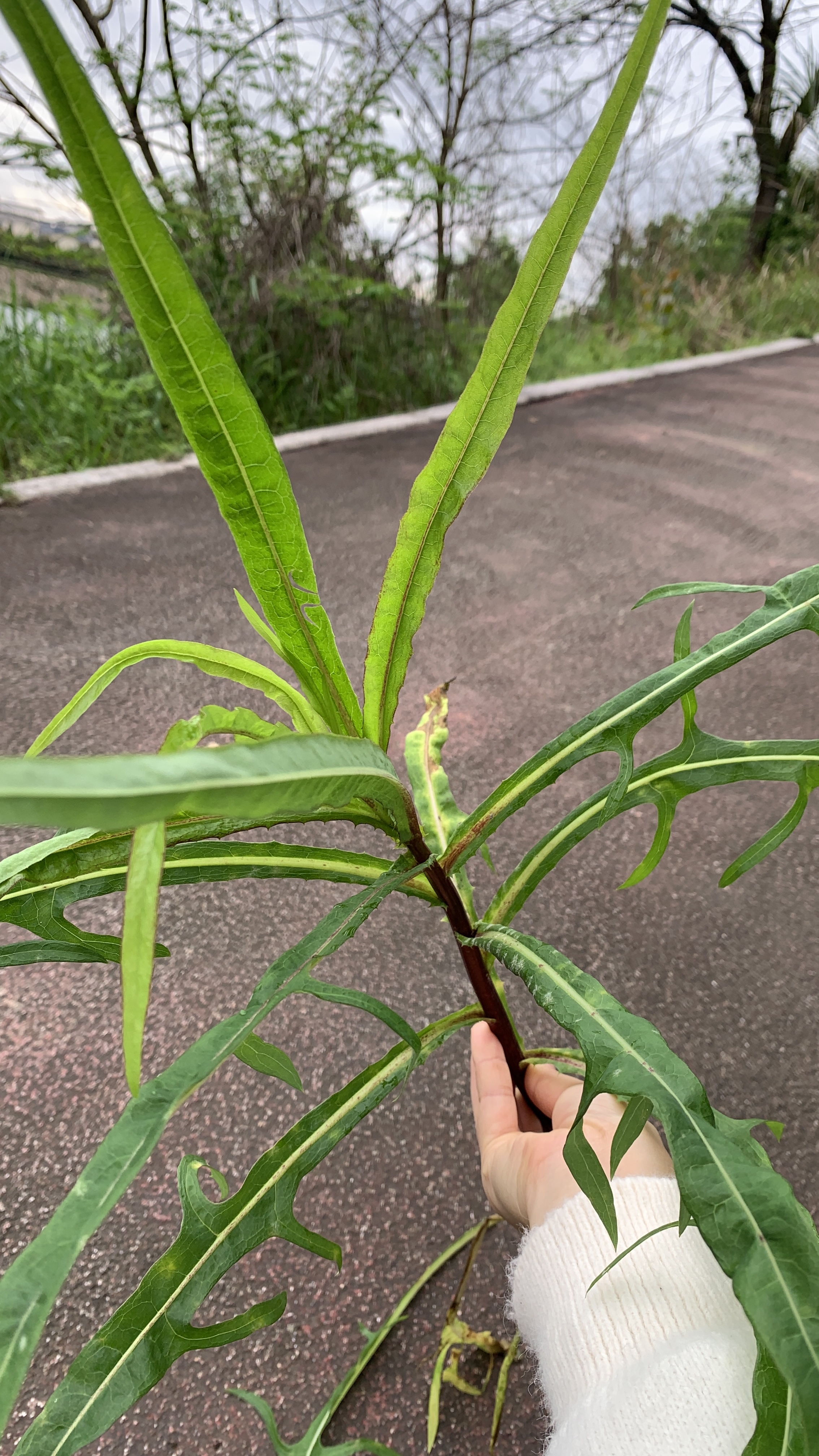 这种野菜很苦