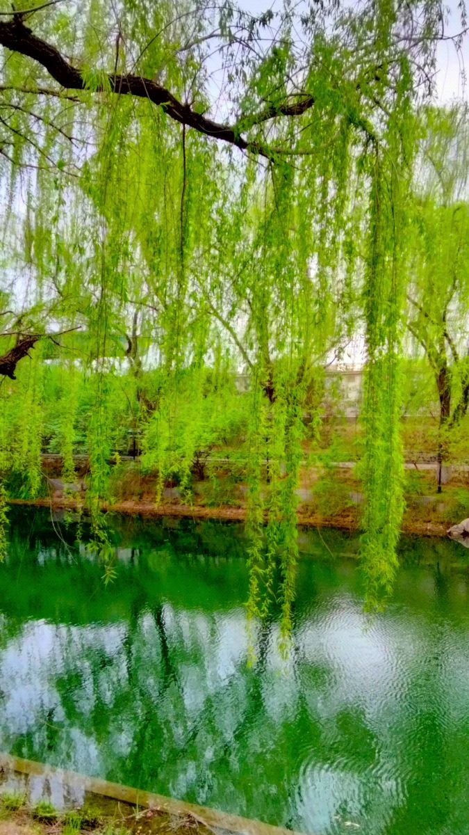 湖边杨柳色如金,几日不来成绿荫.-度小视