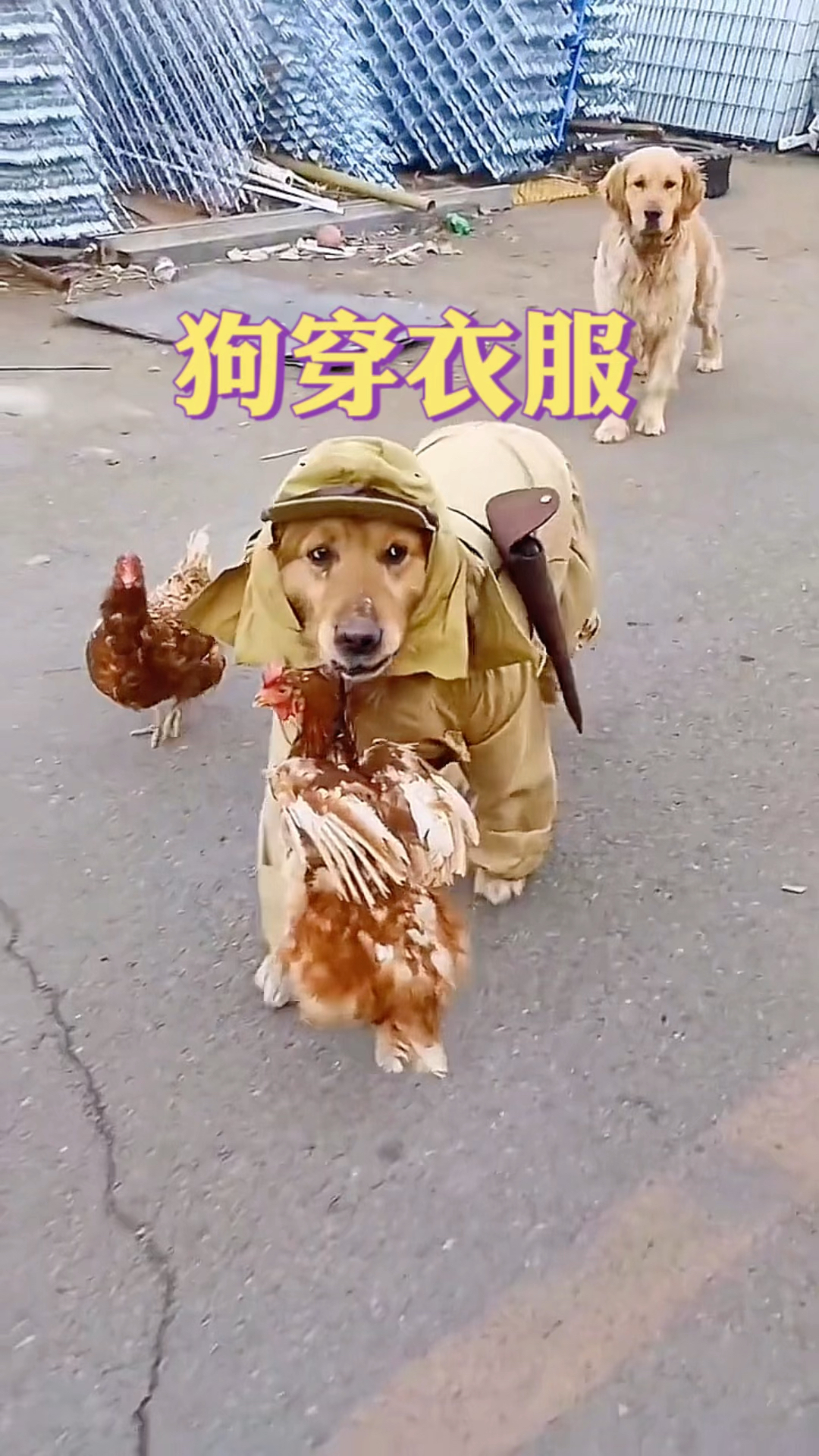 狗穿衣服,看上去就很坏