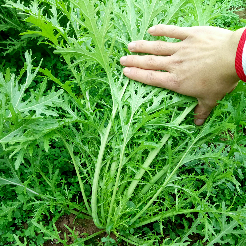 雪蒿菜图片