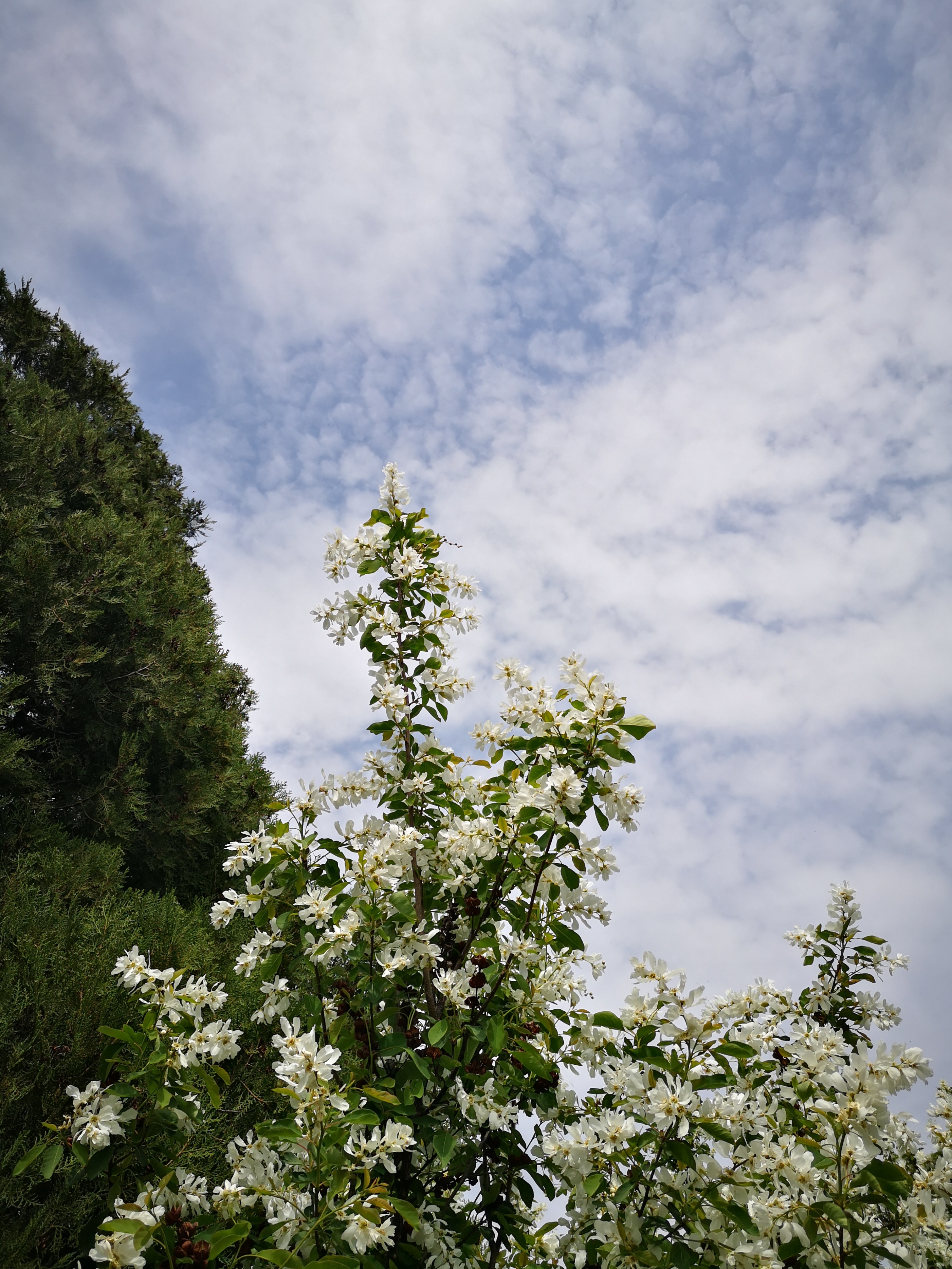 周内赶子午峪凤凰岭白鹃梅大集,人如潮花如海,垃圾也漫山遍野