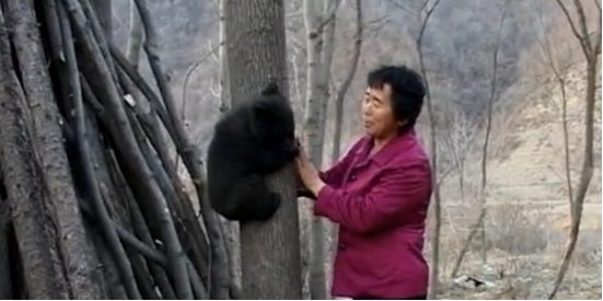2010年辽宁农妇义务养大被遗弃的黑熊竟比小孩还听话不愿离开