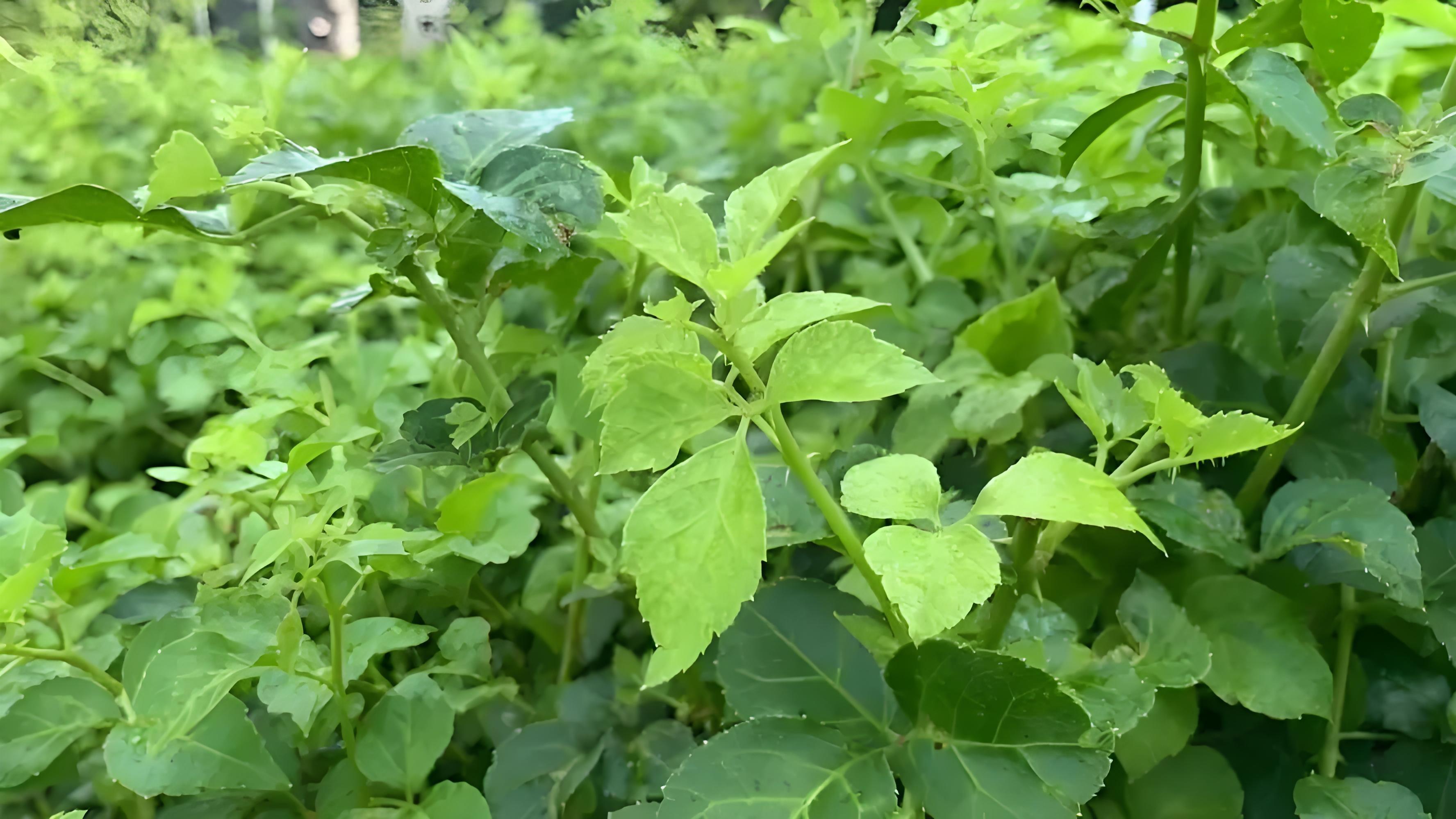你有没有吃过恩平特产簕菜?